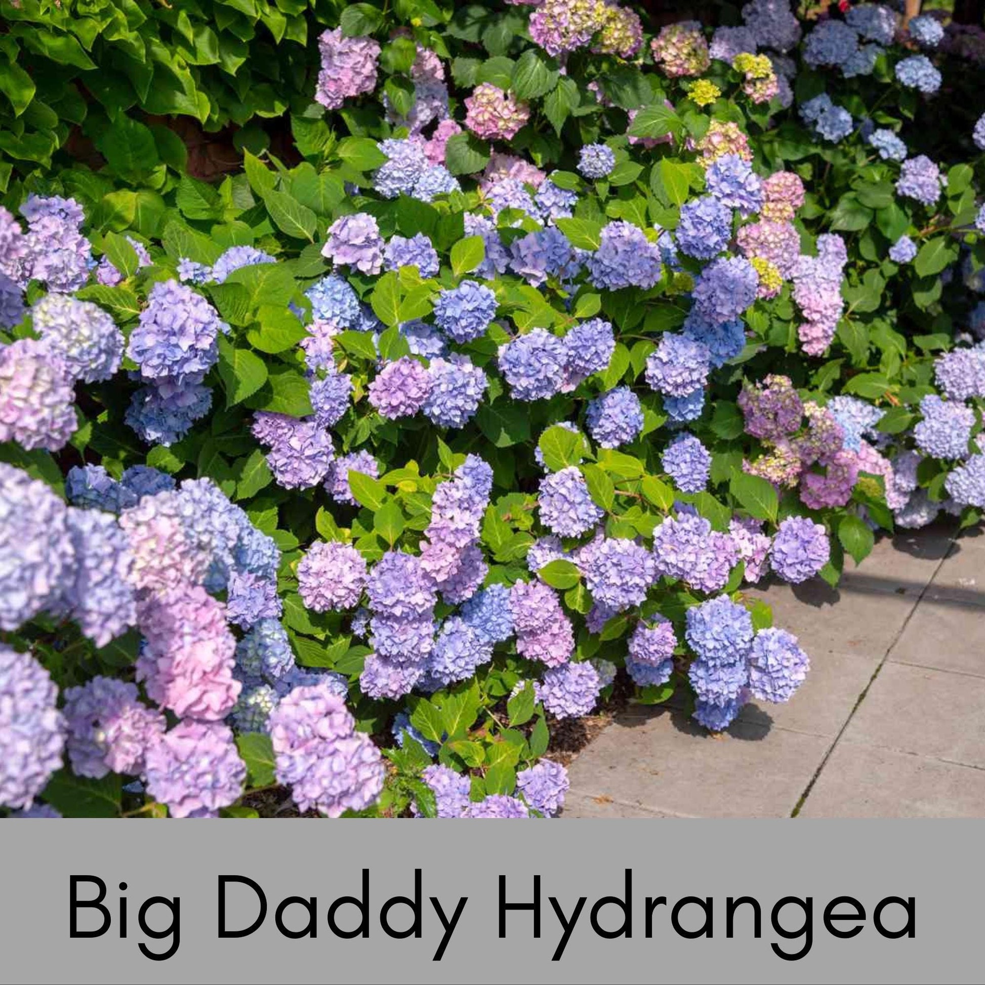 Big Daddy Hydrangea, Hydrangea macrophylla, Big Daddy plant, white hydrangea, 3 Gallon Container, real touch flowers, Decoration plant Gifts