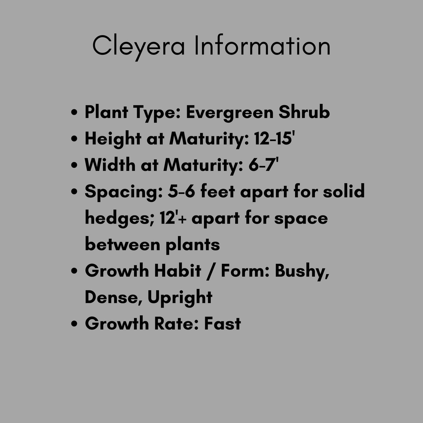 CLEYERA - Screen Hedge Shrub - 1 Gal. Plant