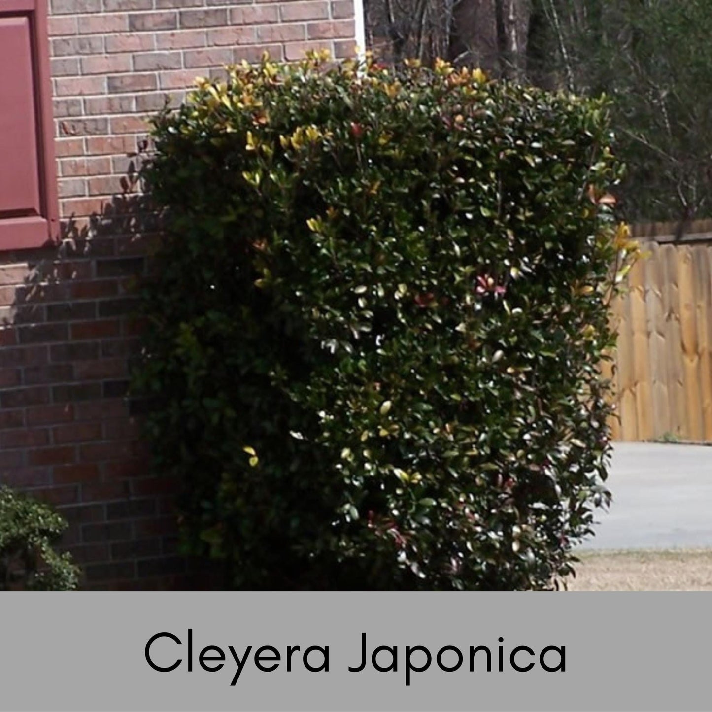 CLEYERA - Screen Hedge Shrub - 1 Gal. Plant