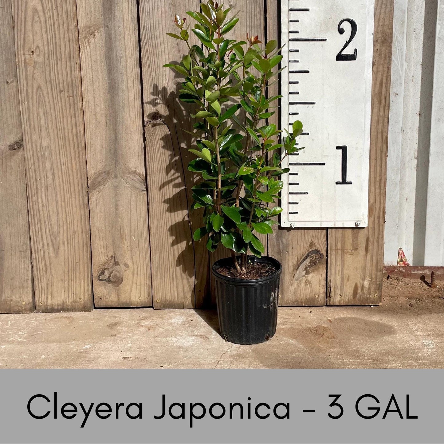 CLEYERA - Screen Hedge Shrub - 1 Gal. Plant