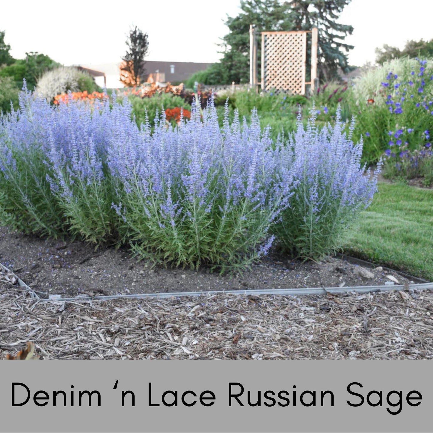 Denim 'n Lace Russian Sage, Quart Size, Lavender, Blue Flowers, Perennial, Cold Tolerant, Sun Loving and Easy to Grow, Free Shipping!