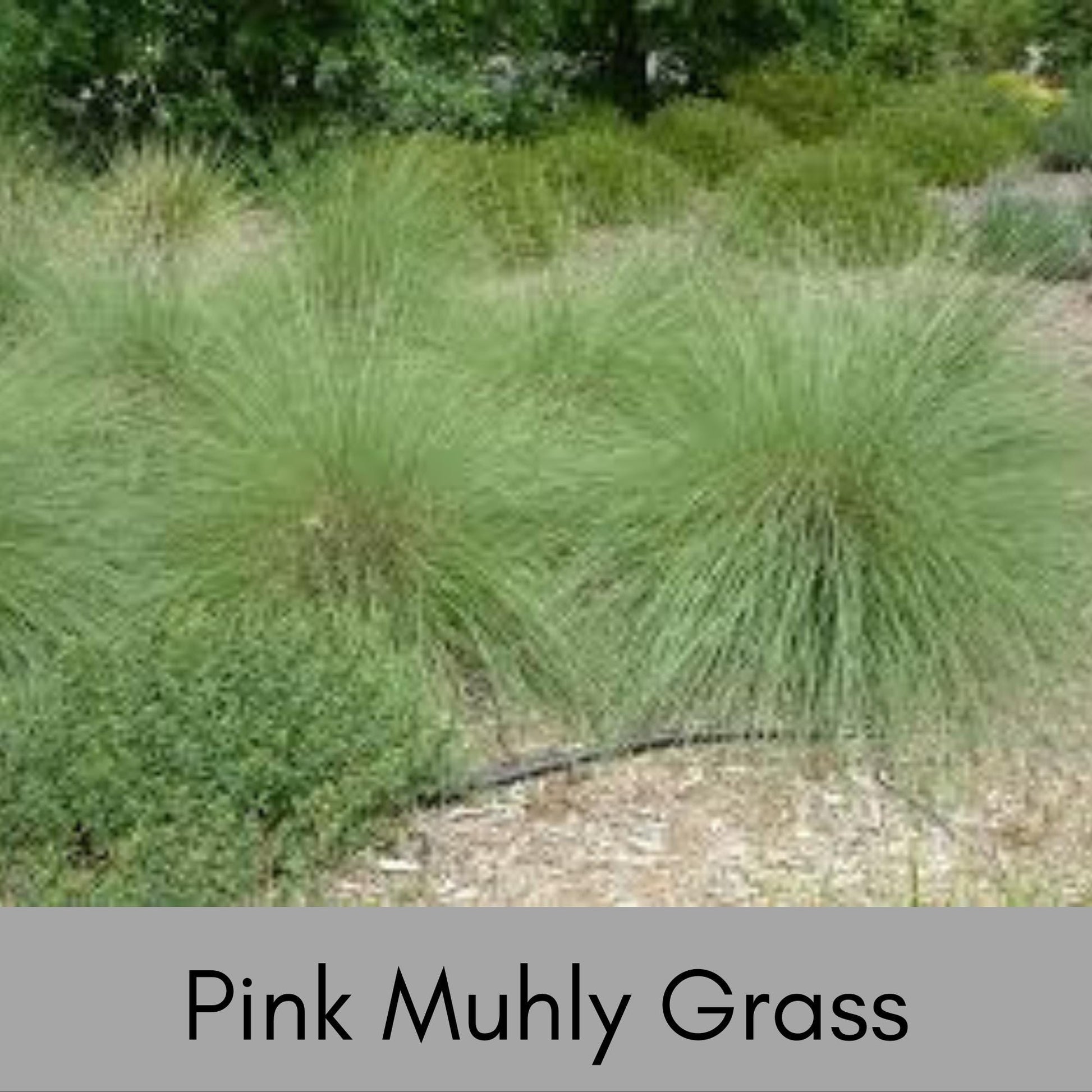 MUHLY GRASS - PINK - Quart Size - Free Shipping!