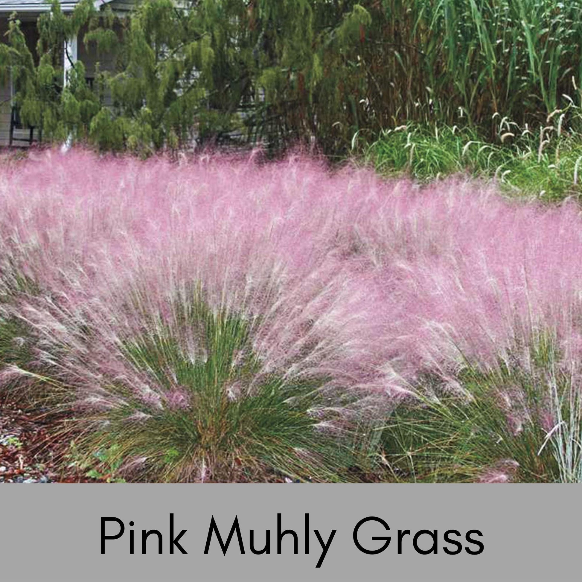 MUHLY GRASS - PINK - Quart Size - Free Shipping!