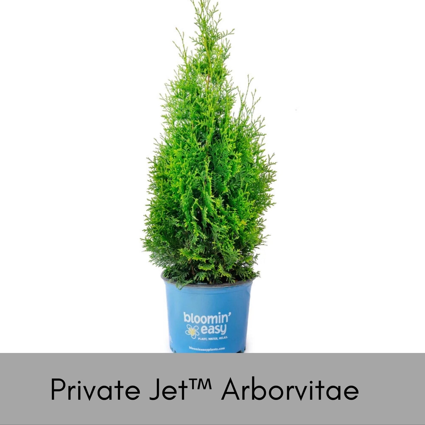 Private Jet™ Arborvitae, Privacy Hedge, Evergreen Living Fence, Christmas Foliage, Greenery, Christmas Trees, Garden Gift, Fast Growing Tree