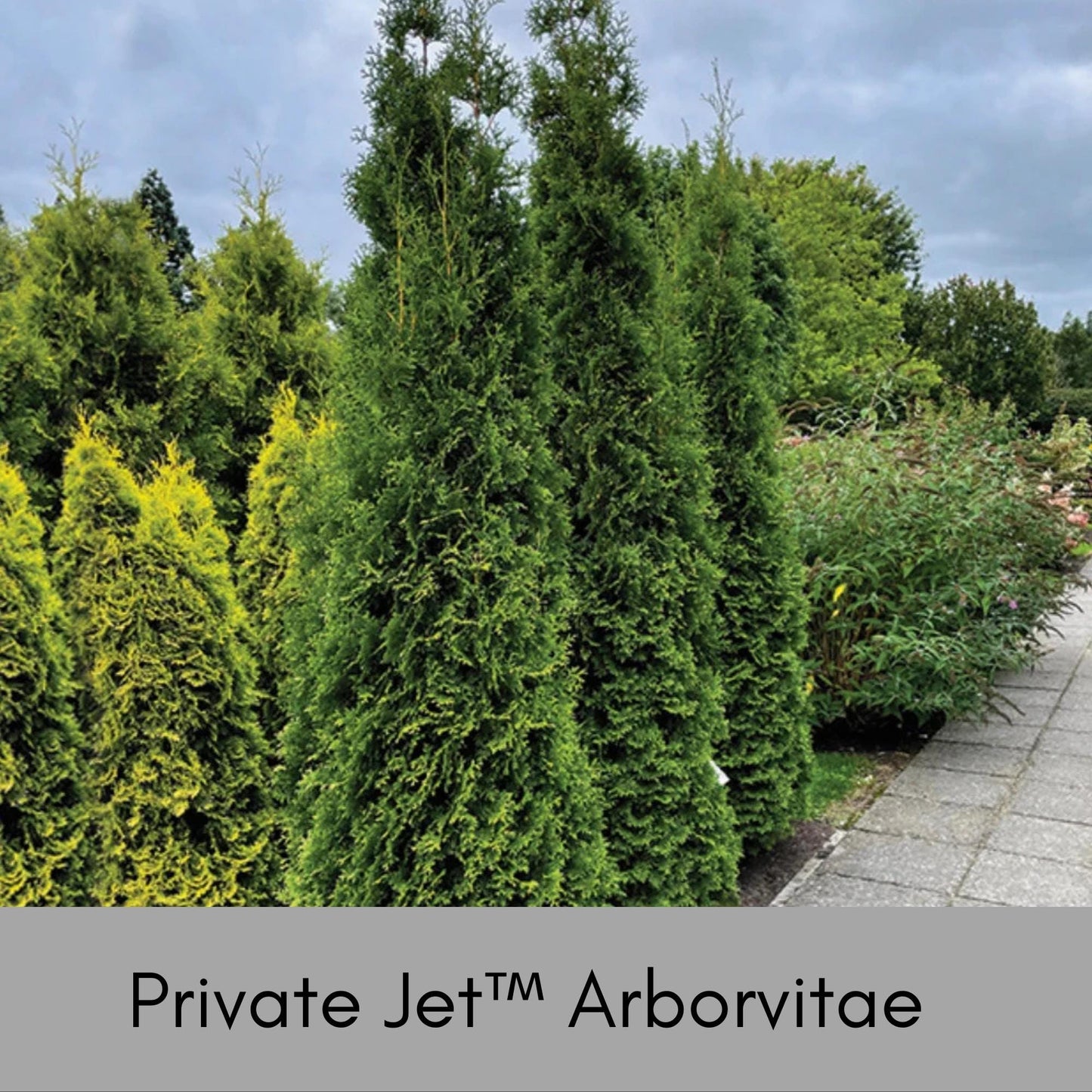 Private Jet™ Arborvitae, Privacy Hedge, Evergreen Living Fence, Christmas Foliage, Greenery, Christmas Trees, Garden Gift, Fast Growing Tree