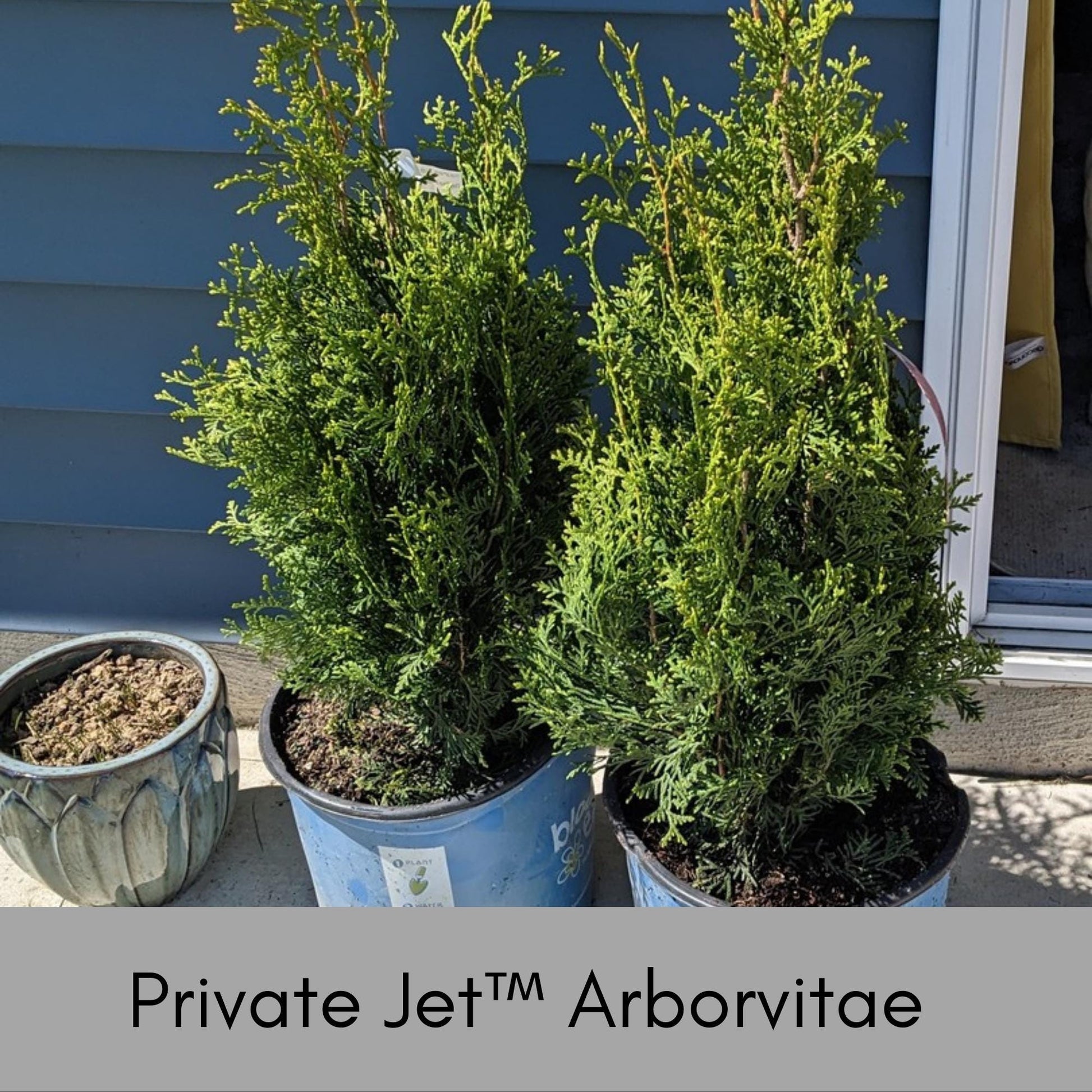 Private Jet™ Arborvitae, Privacy Hedge, Evergreen Living Fence, Christmas Foliage, Greenery, Christmas Trees, Garden Gift, Fast Growing Tree