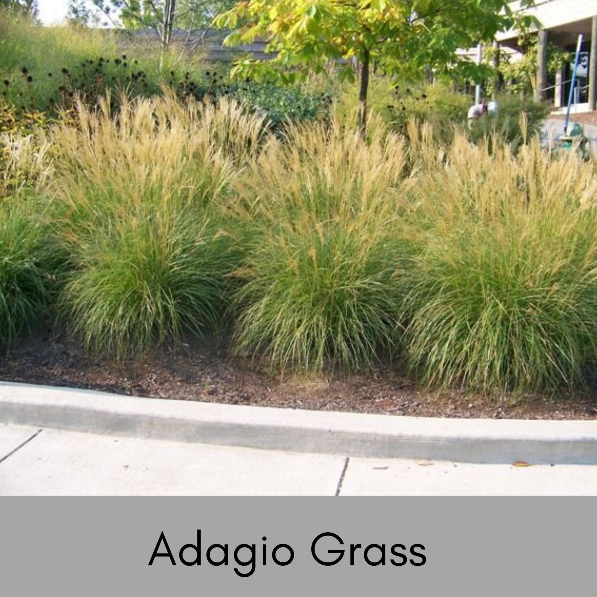 ADAGIO GRASS, Ornamental Perennial Grass, Sun loving, Fast Growing Plant, Great Christmas Garden Gift, Sold in Quarts, 3 Gallon Containers