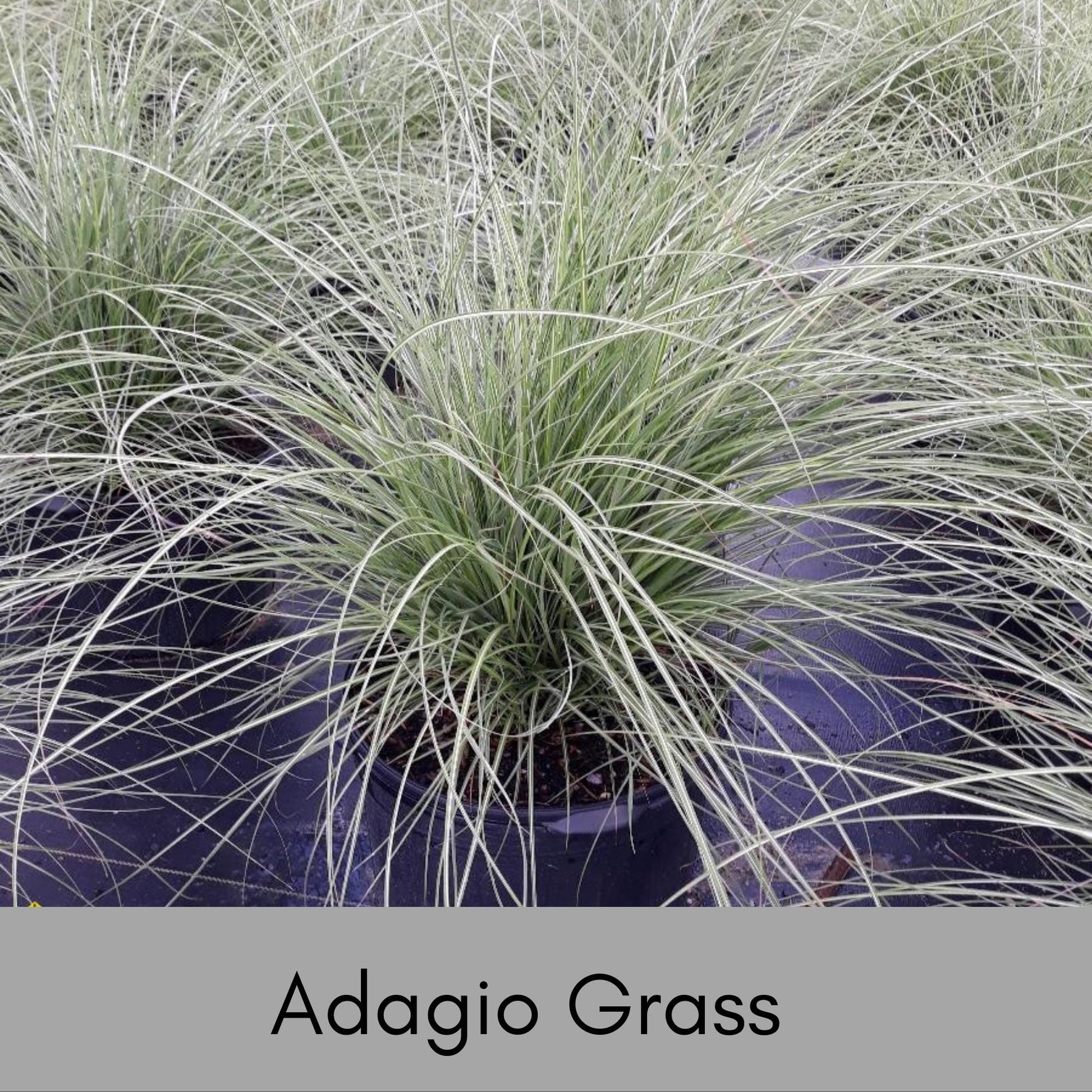 ADAGIO GRASS, Ornamental Perennial Grass, Sun loving, Fast Growing Plant, Great Christmas Garden Gift, Sold in Quarts, 3 Gallon Containers