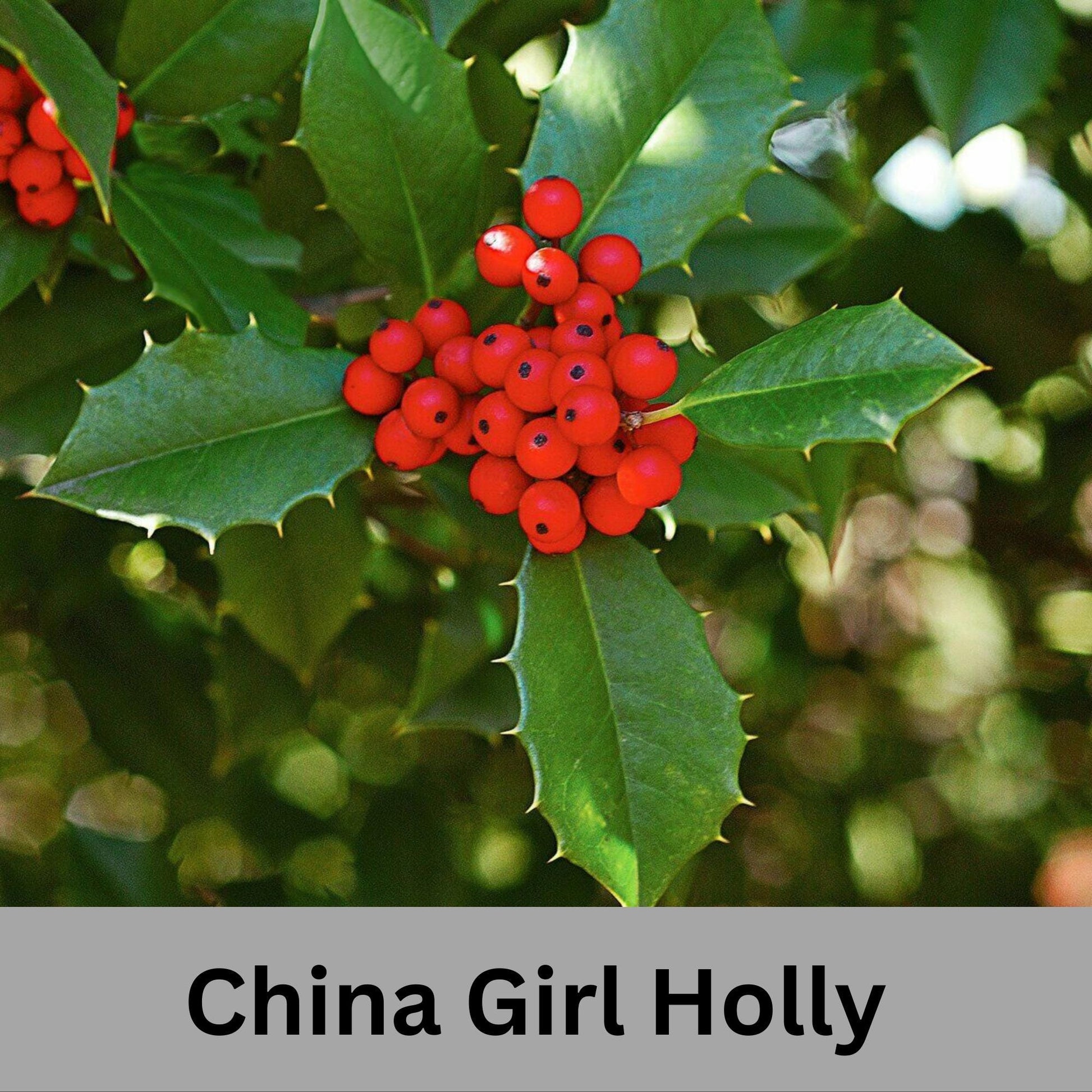 China Girl Holly, Christmas Holly, Very Cold Tolerant Shrub, Great Hedge Plant, Free Shipping!, Sun Loving, Garden Gift, Easy to Grow Shrub