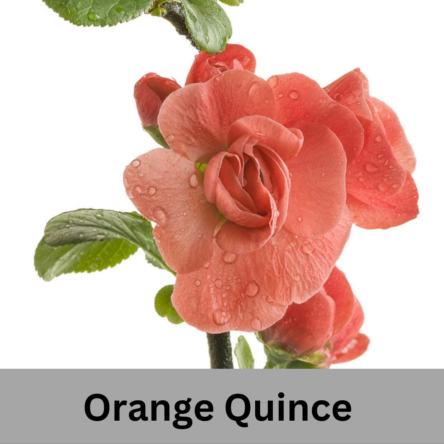 ORANGE QUINCE - 3 Gallon Size - Free Shipping!