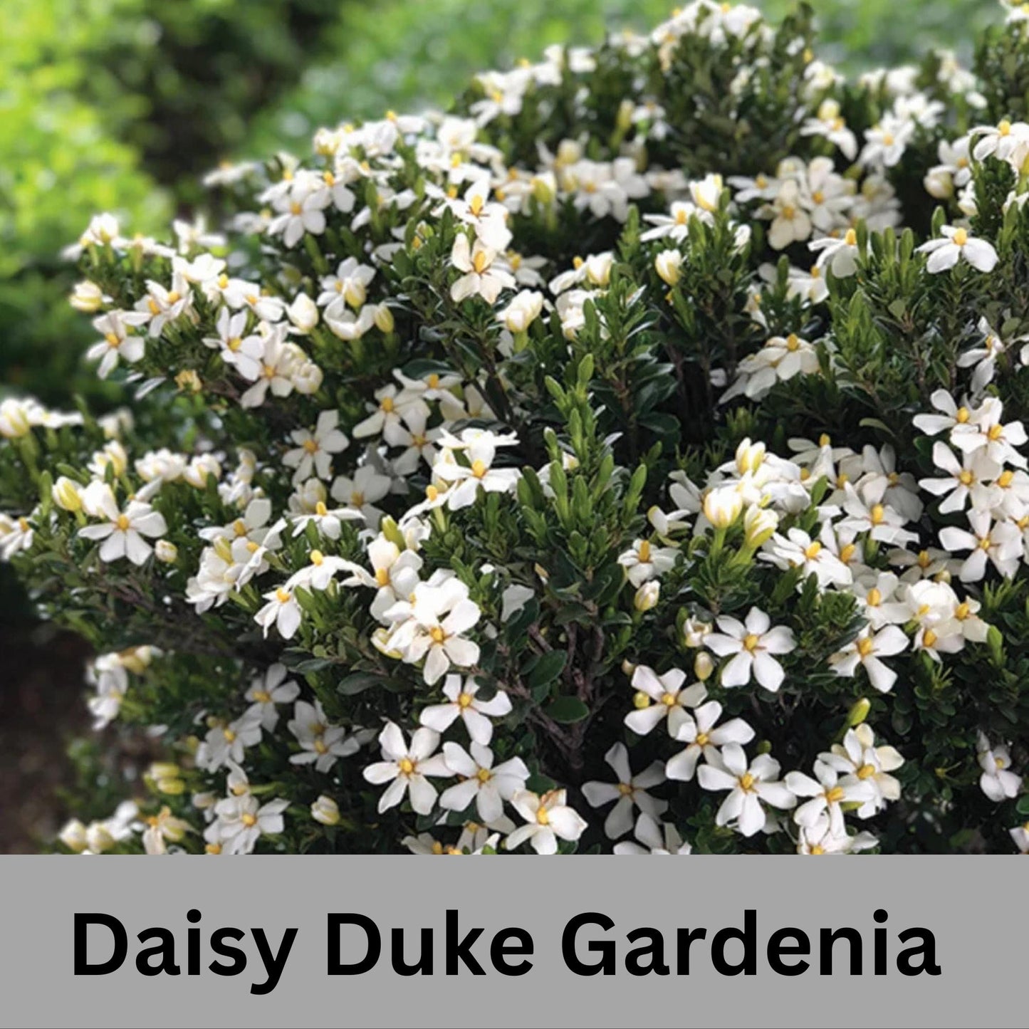 Fragrant Gardenia "Daisy Duke™" with abundant white blooms, Available in 5" container sizes with FREE SHIPPING!, Evergreen Sun Loving Shrub