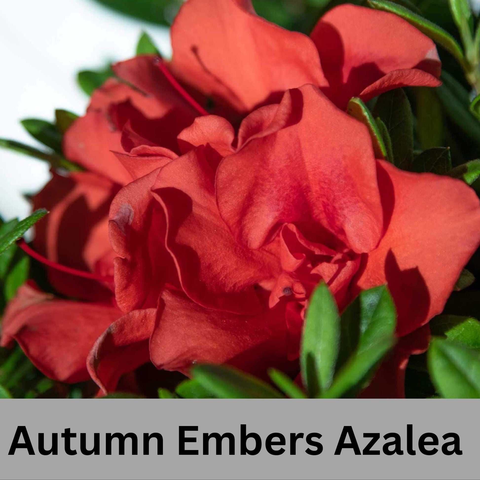 Encore Azalea 'Autumn Embers' | Available in 3 gallon sizes and offers spring and fall color with its clusters of red flowers. | Evergreen