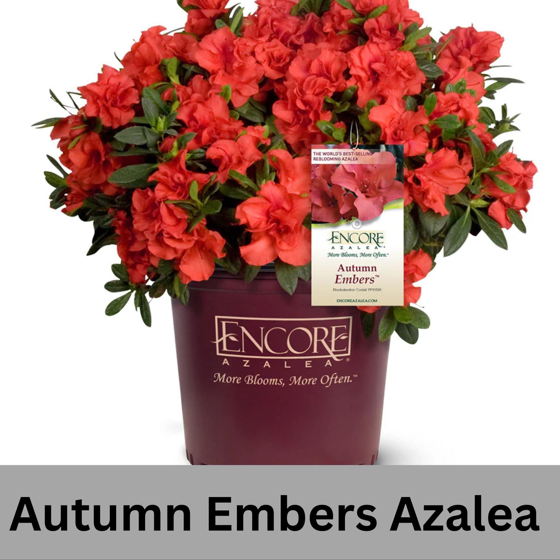 Encore Azalea 'Autumn Embers' | Available in 3 gallon sizes and offers spring and fall color with its clusters of red flowers. | Evergreen