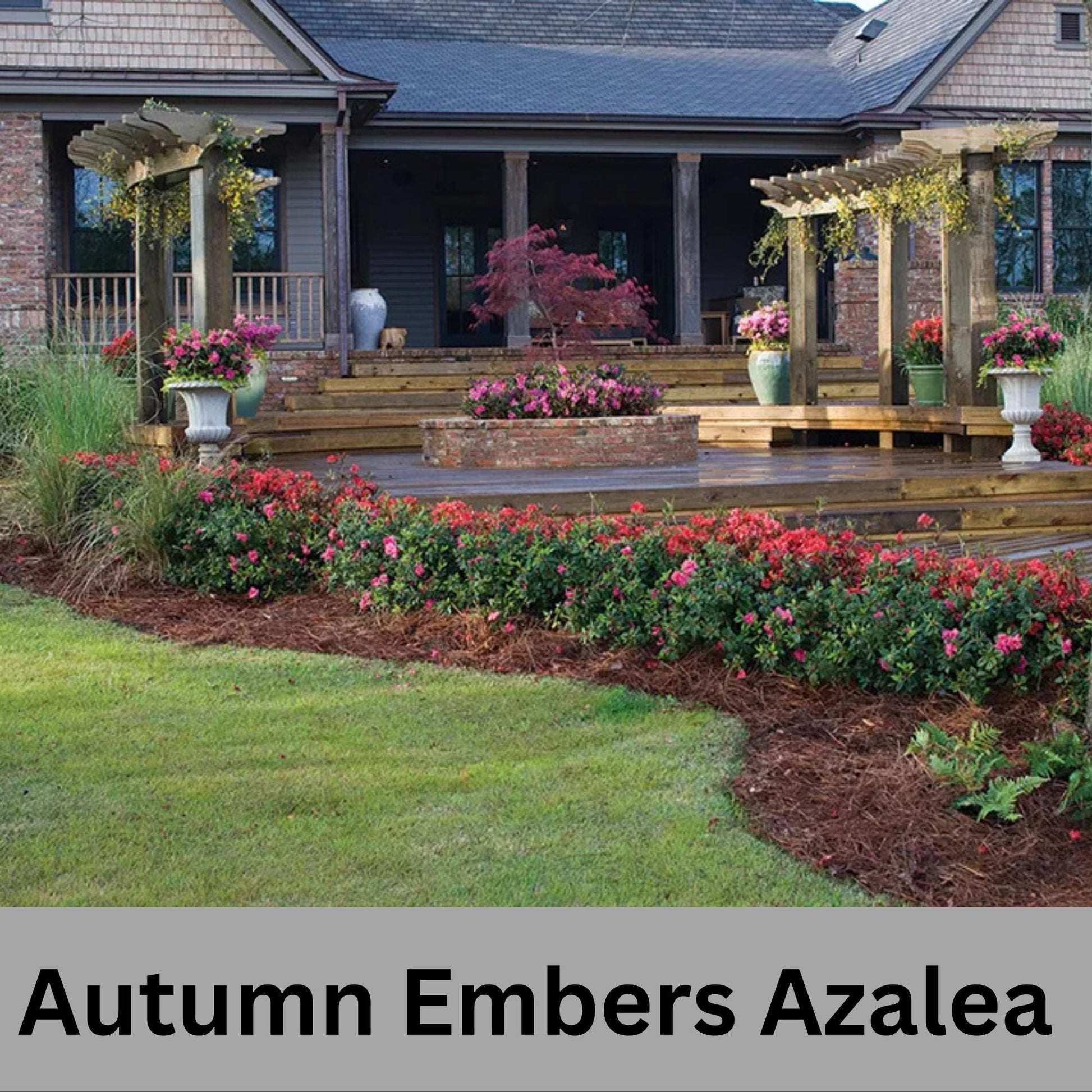 Encore Azalea 'Autumn Embers' | Available in 3 gallon sizes and offers spring and fall color with its clusters of red flowers. | Evergreen