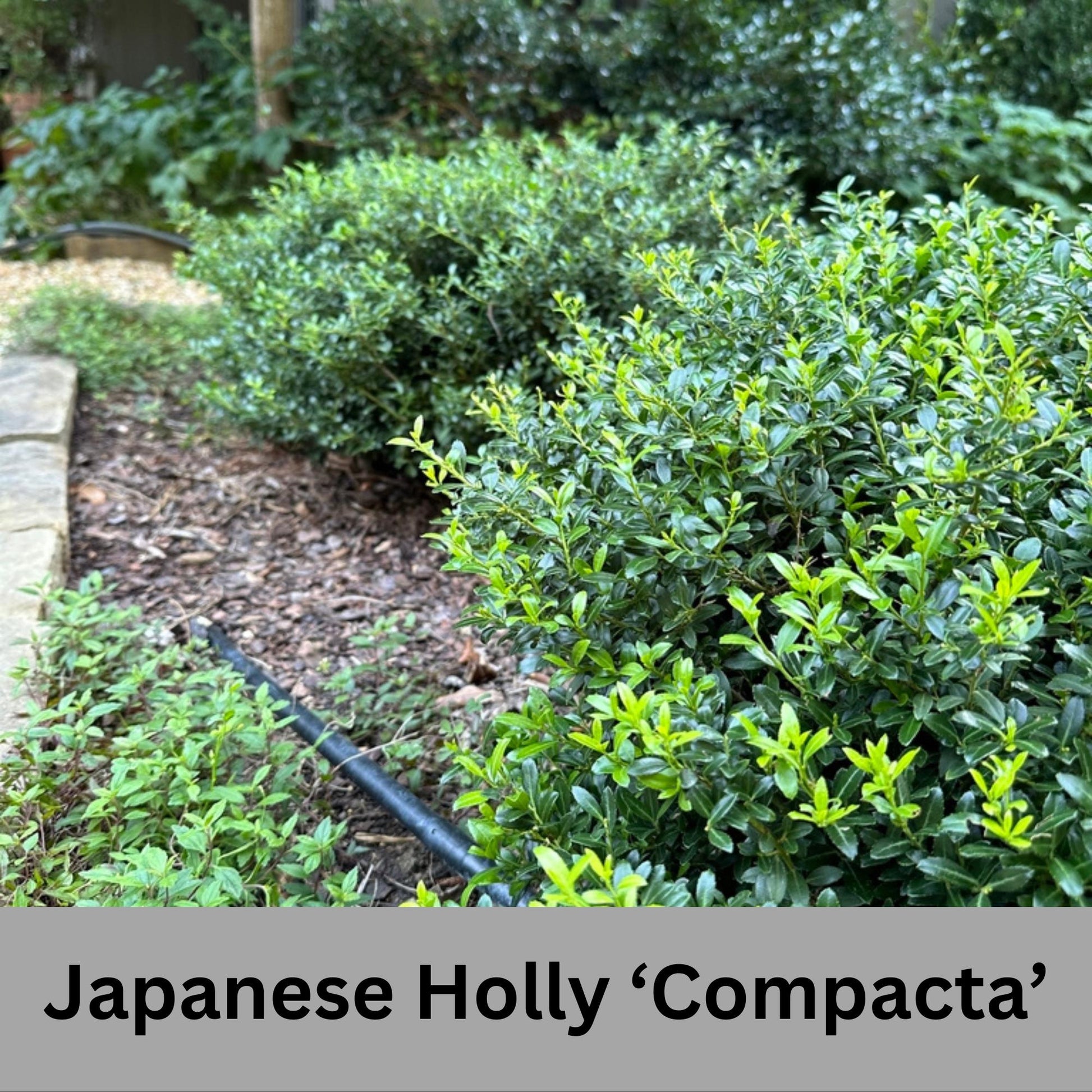 Japanese Holly 'Compacta'- Free Shipping for 1 Gallon Plants, Evergreen Boxwood, Topiary Shrub, Container Plants, Garden Gift, Hedges