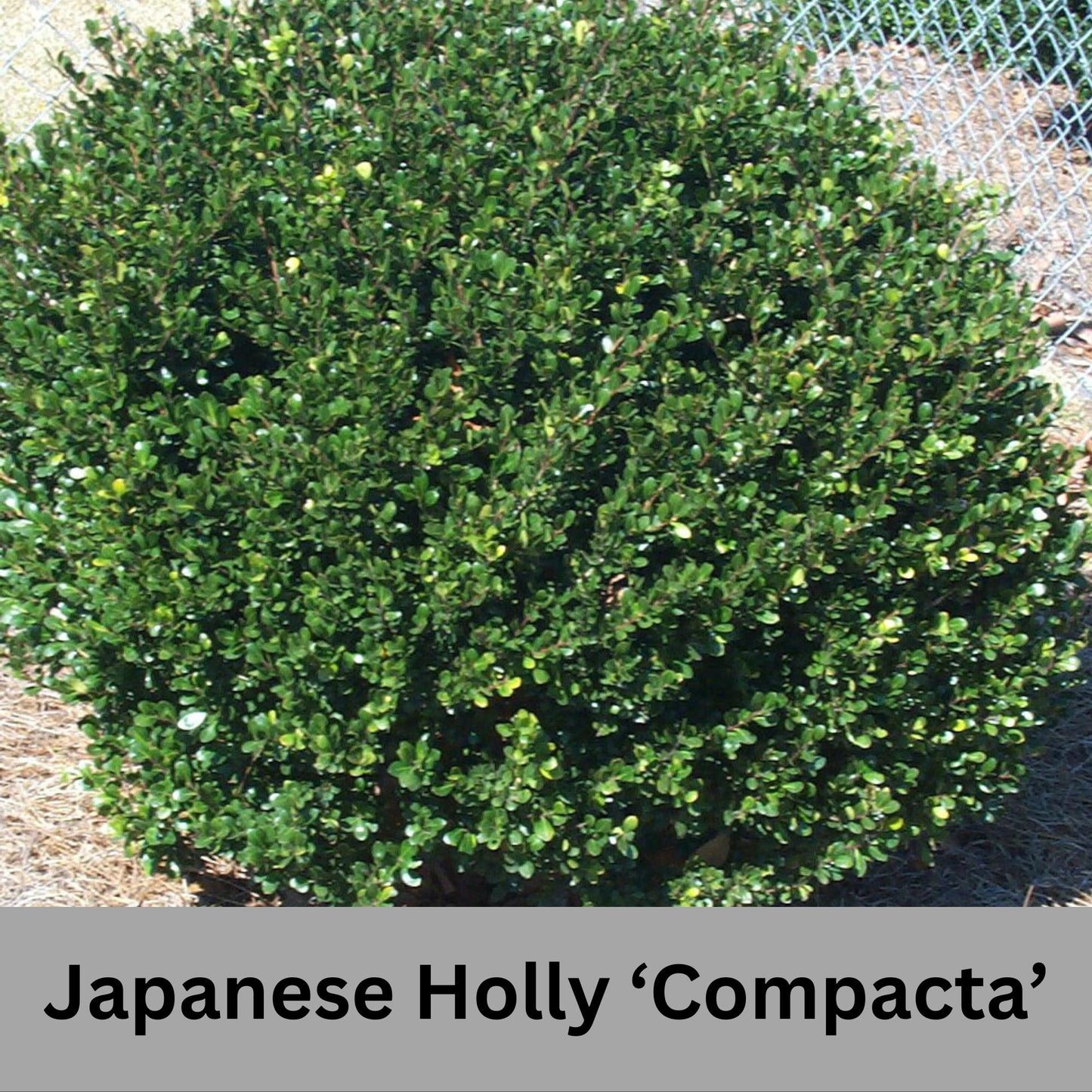 Japanese Holly 'Compacta'- Free Shipping for 1 Gallon Plants, Evergreen Boxwood, Topiary Shrub, Container Plants, Garden Gift, Hedges