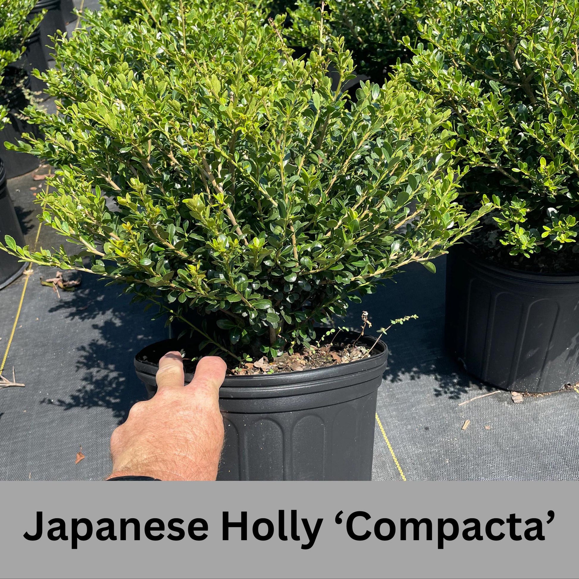 Japanese Holly 'Compacta'- Free Shipping for 1 Gallon Plants, Evergreen Boxwood, Topiary Shrub, Container Plants, Garden Gift, Hedges