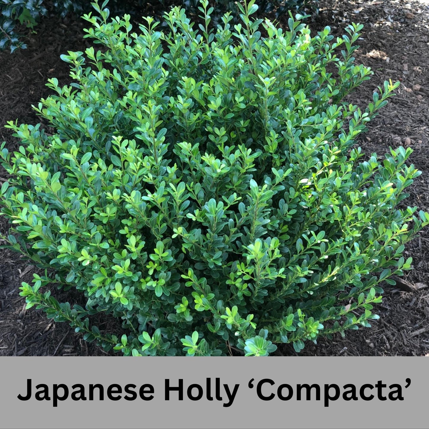 Japanese Holly 'Compacta'- Free Shipping for 1 Gallon Plants, Evergreen Boxwood, Topiary Shrub, Container Plants, Garden Gift, Hedges