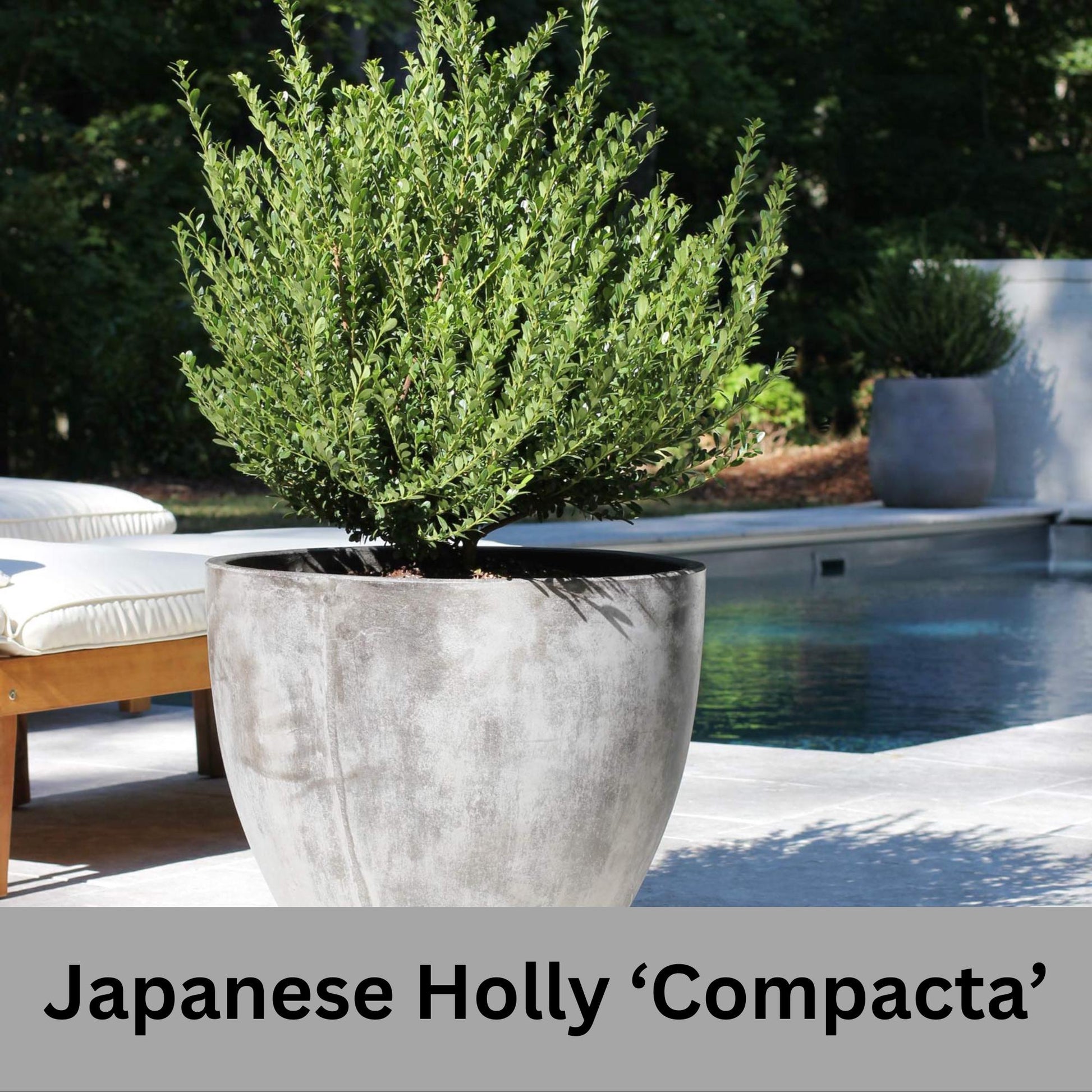 Japanese Holly 'Compacta'- Free Shipping for 1 Gallon Plants, Evergreen Boxwood, Topiary Shrub, Container Plants, Garden Gift, Hedges