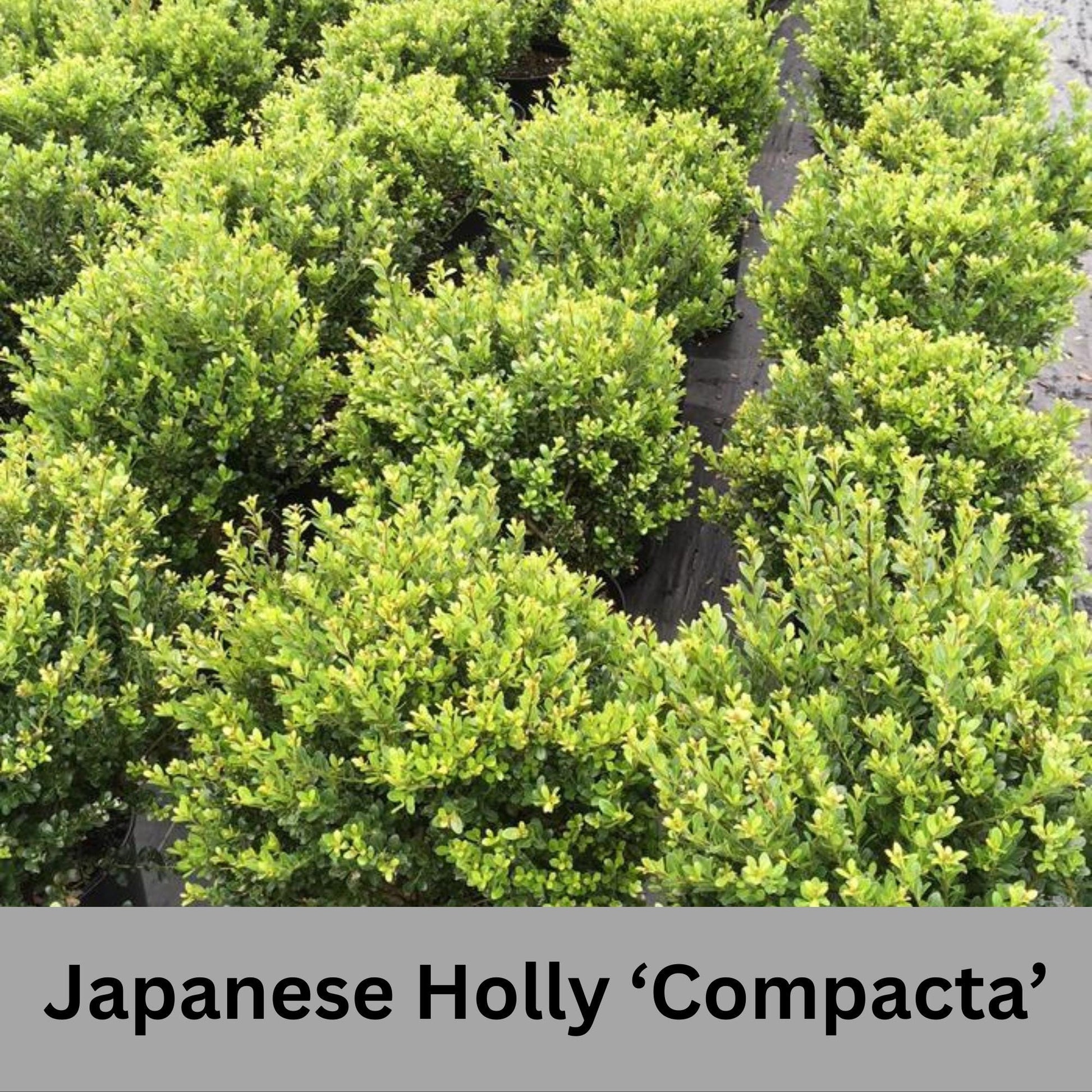 Japanese Holly 'Compacta'- Free Shipping for 1 Gallon Plants, Evergreen Boxwood, Topiary Shrub, Container Plants, Garden Gift, Hedges