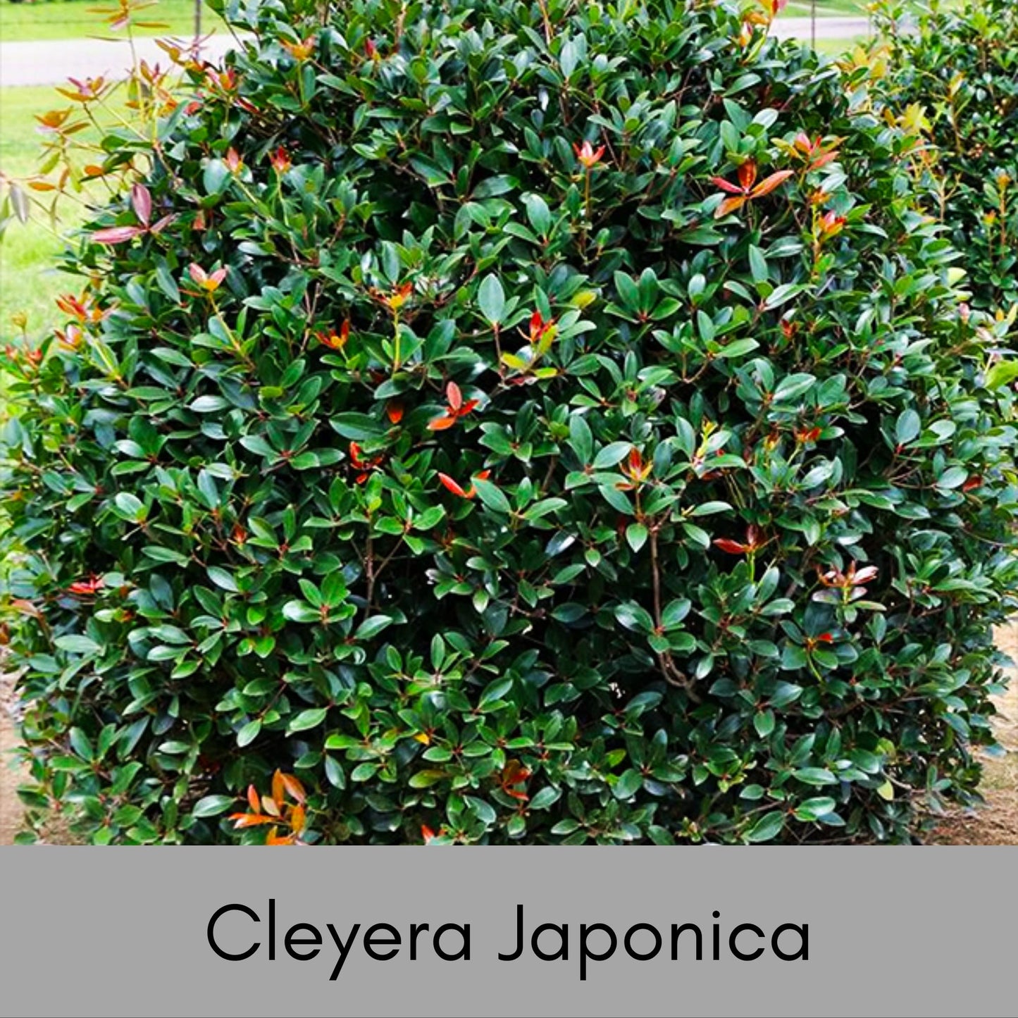 CLEYERA - Screen Hedge Shrub - 1 Gal. Plant