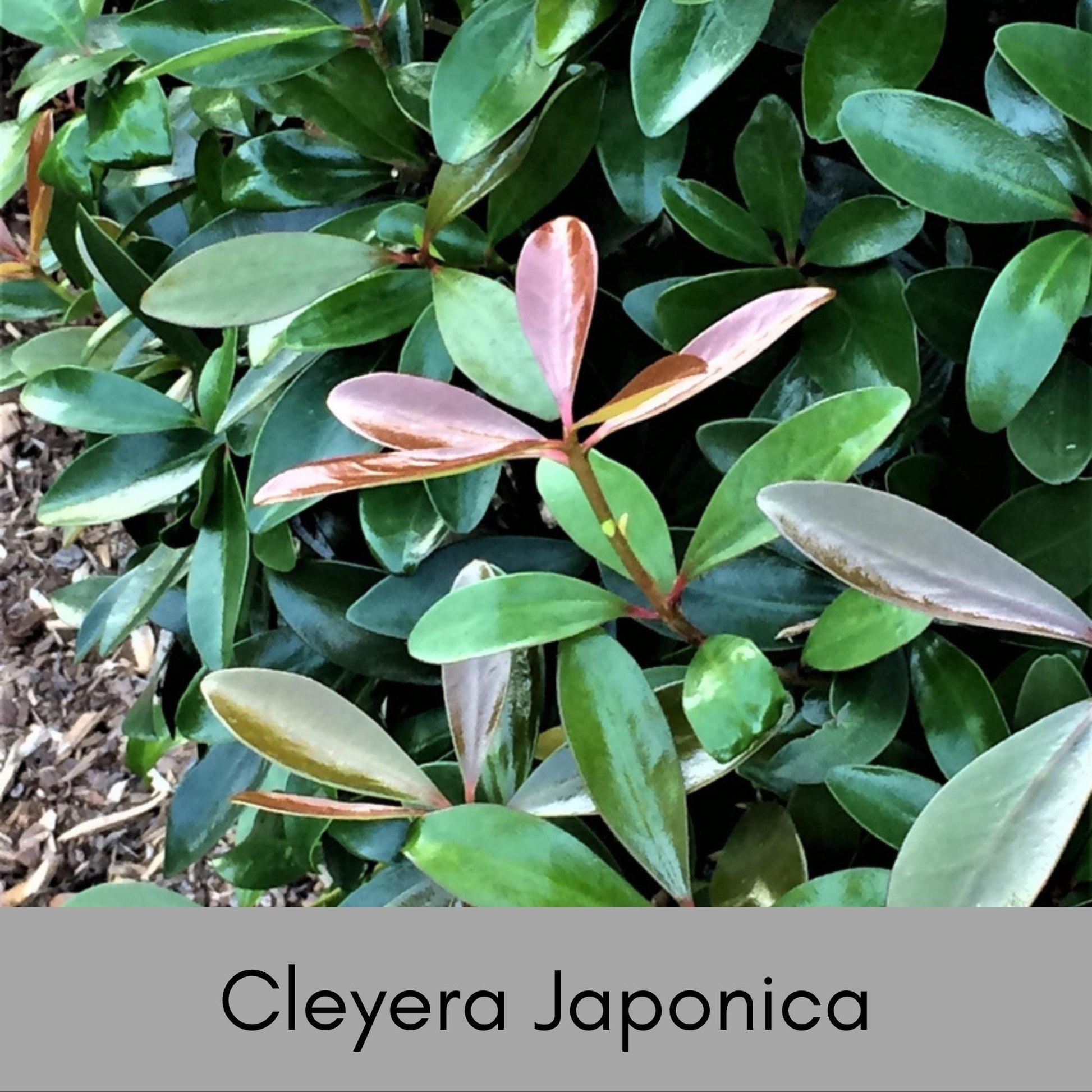 CLEYERA - Screen Hedge Shrub - 1 Gal. Plant