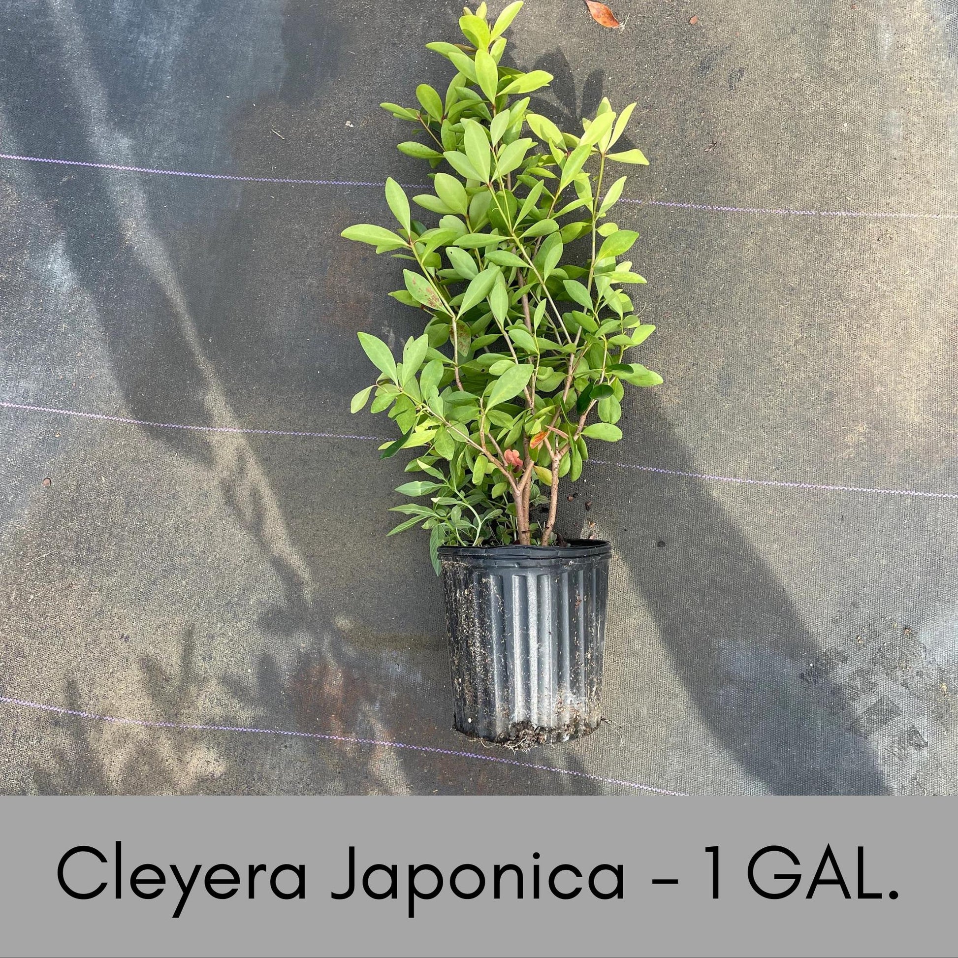 CLEYERA - Screen Hedge Shrub - 1 Gal. Plant