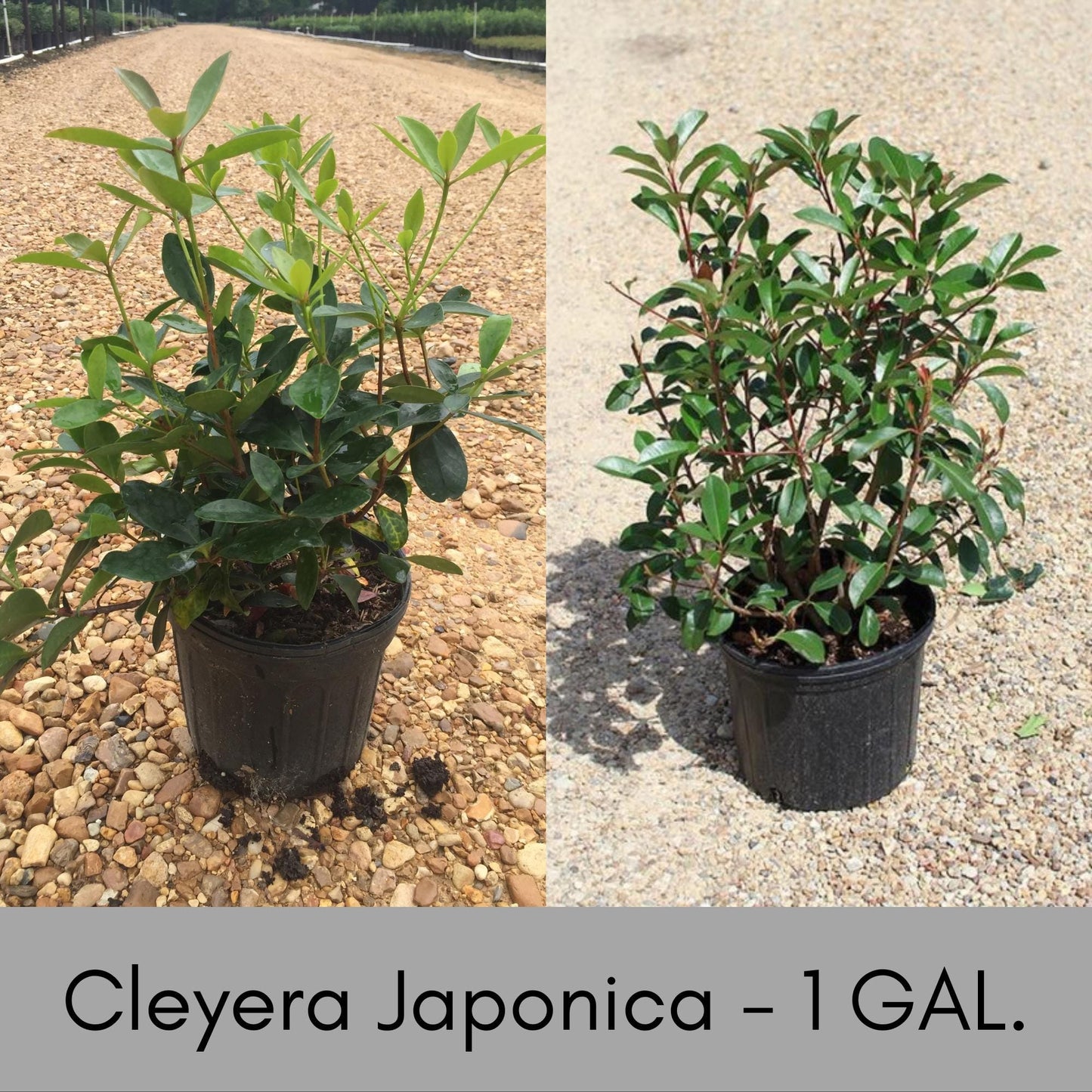 CLEYERA - Screen Hedge Shrub - 1 Gal. Plant