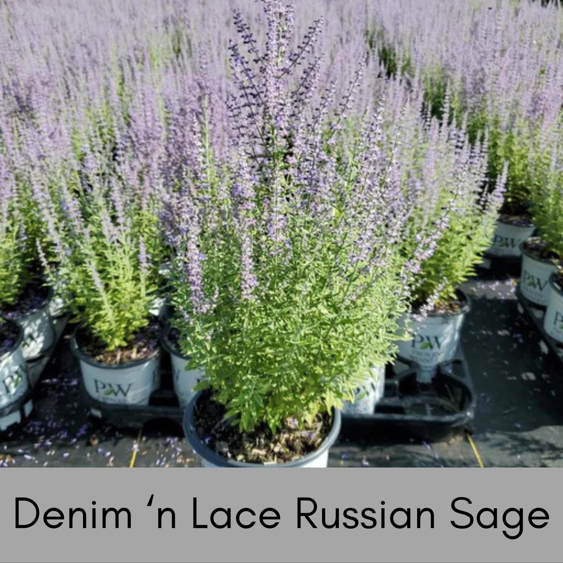 Denim 'n Lace Russian Sage, Quart Size, Lavender, Blue Flowers, Perennial, Cold Tolerant, Sun Loving and Easy to Grow, Free Shipping!