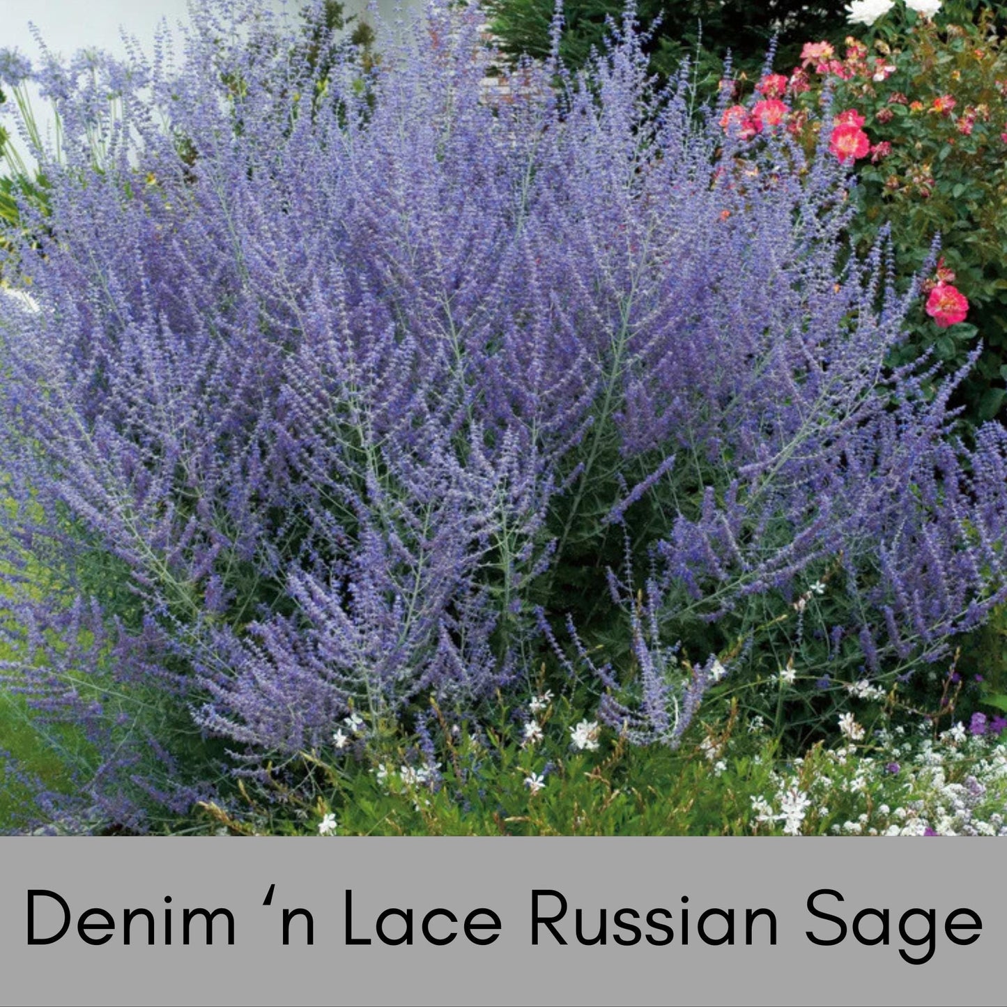 Denim 'n Lace Russian Sage, Quart Size, Lavender, Blue Flowers, Perennial, Cold Tolerant, Sun Loving and Easy to Grow, Free Shipping!