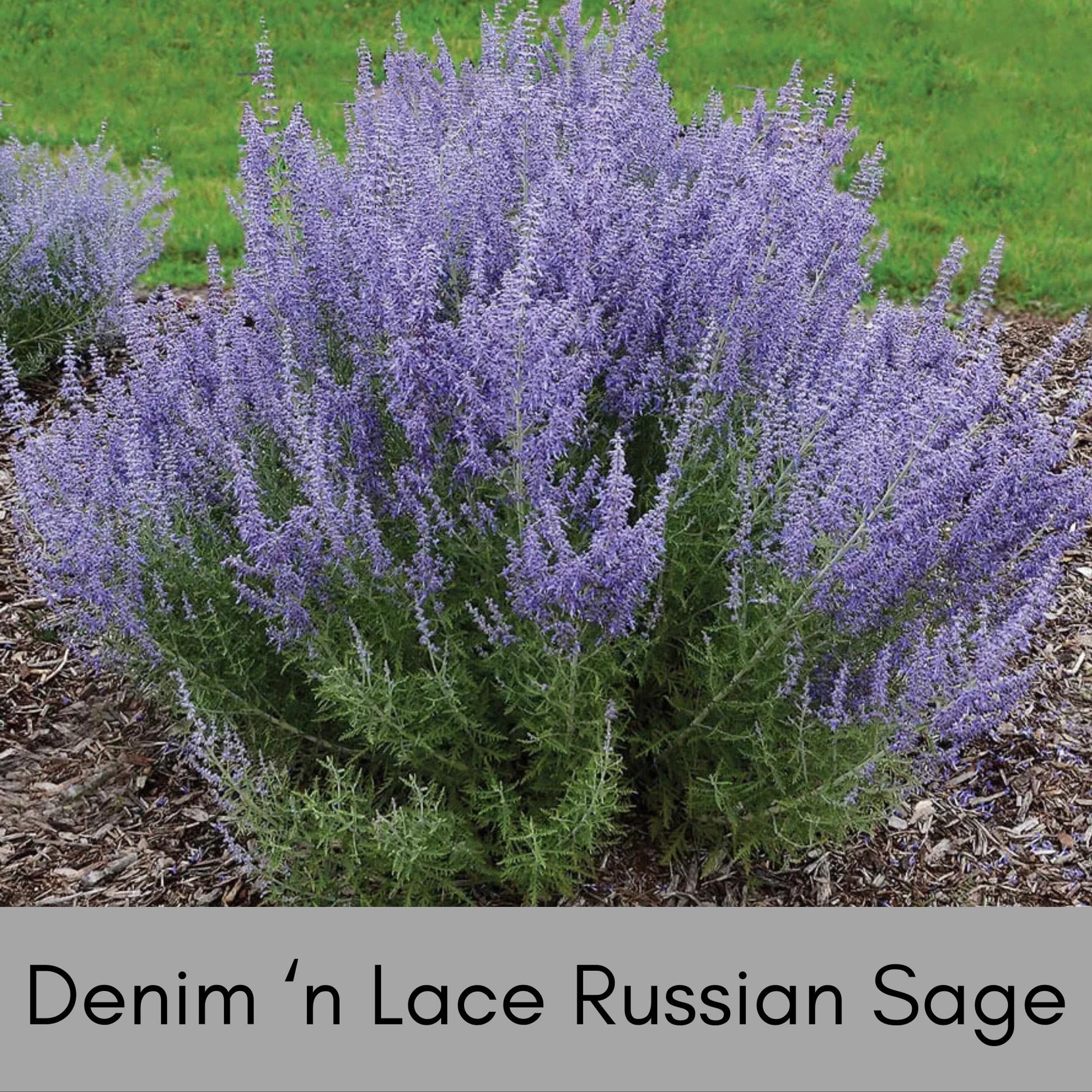 Denim 'n Lace Russian Sage, Quart Size, Lavender, Blue Flowers, Perennial, Cold Tolerant, Sun Loving and Easy to Grow, Free Shipping!