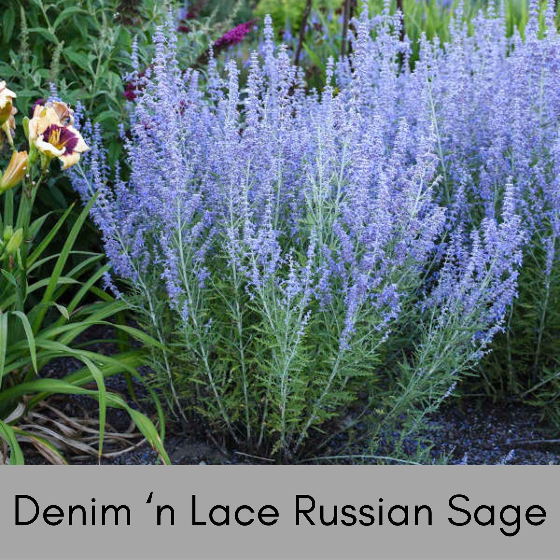 Denim 'n Lace Russian Sage, Quart Size, Lavender, Blue Flowers, Perennial, Cold Tolerant, Sun Loving and Easy to Grow, Free Shipping!