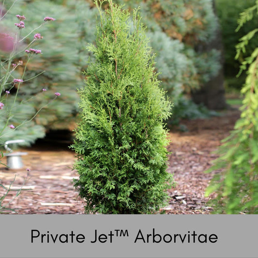 Private Jet™ Arborvitae, Privacy Hedge, Evergreen Living Fence, Christmas Foliage, Greenery, Christmas Trees, Garden Gift, Fast Growing Tree