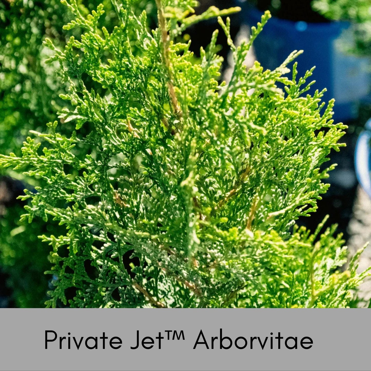 Private Jet™ Arborvitae, Privacy Hedge, Evergreen Living Fence, Christmas Foliage, Greenery, Christmas Trees, Garden Gift, Fast Growing Tree