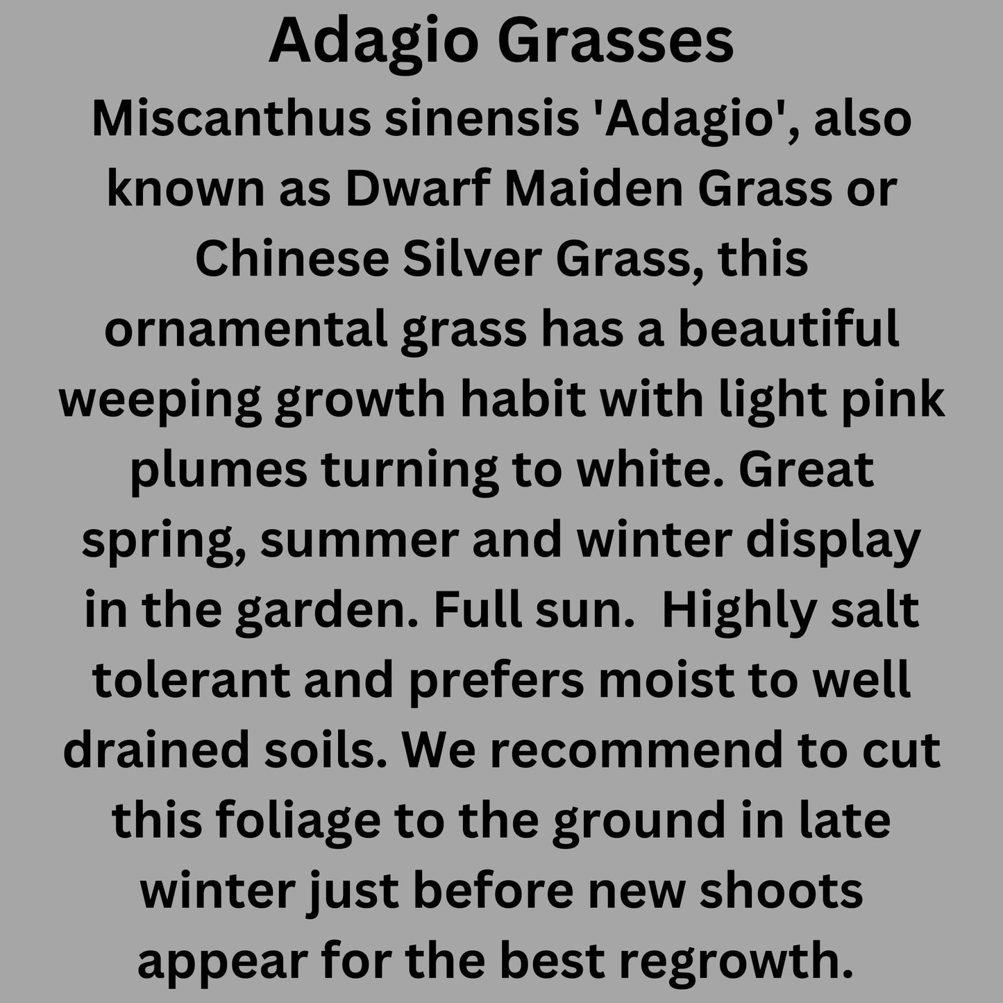 ADAGIO GRASS, Ornamental Perennial Grass, Sun loving, Fast Growing Plant, Great Christmas Garden Gift, Sold in Quarts, 3 Gallon Containers