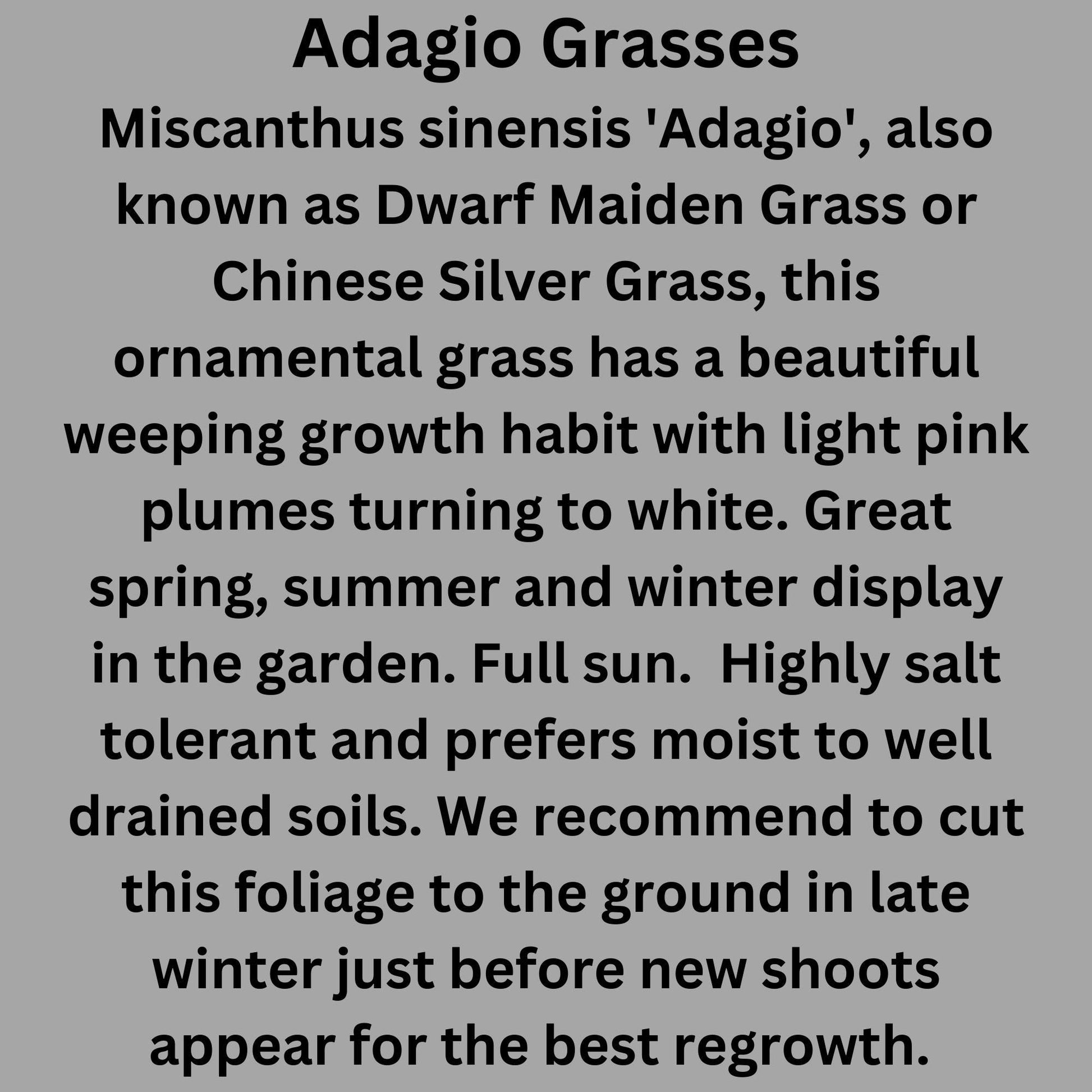 ADAGIO GRASS, Ornamental Perennial Grass, Sun loving, Fast Growing Plant, Great Christmas Garden Gift, Sold in Quarts, 3 Gallon Containers