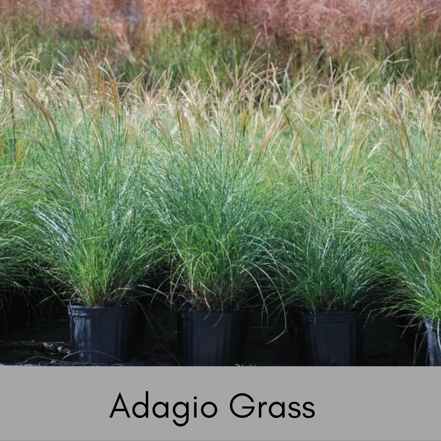 ADAGIO GRASS, Ornamental Perennial Grass, Sun loving, Fast Growing Plant, Great Christmas Garden Gift, Sold in Quarts, 3 Gallon Containers