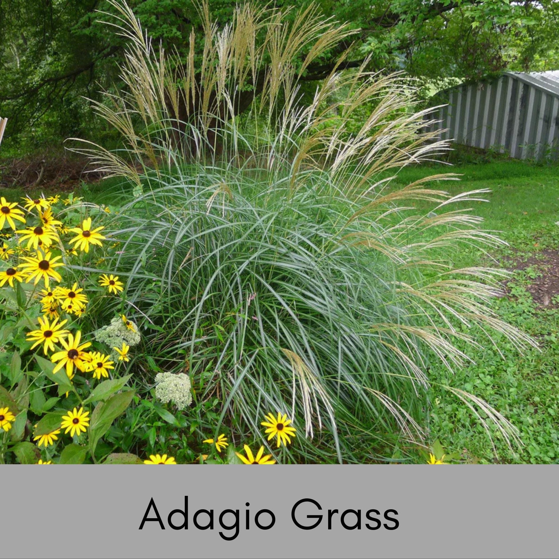 ADAGIO GRASS, Ornamental Perennial Grass, Sun loving, Fast Growing Plant, Great Christmas Garden Gift, Sold in Quarts, 3 Gallon Containers