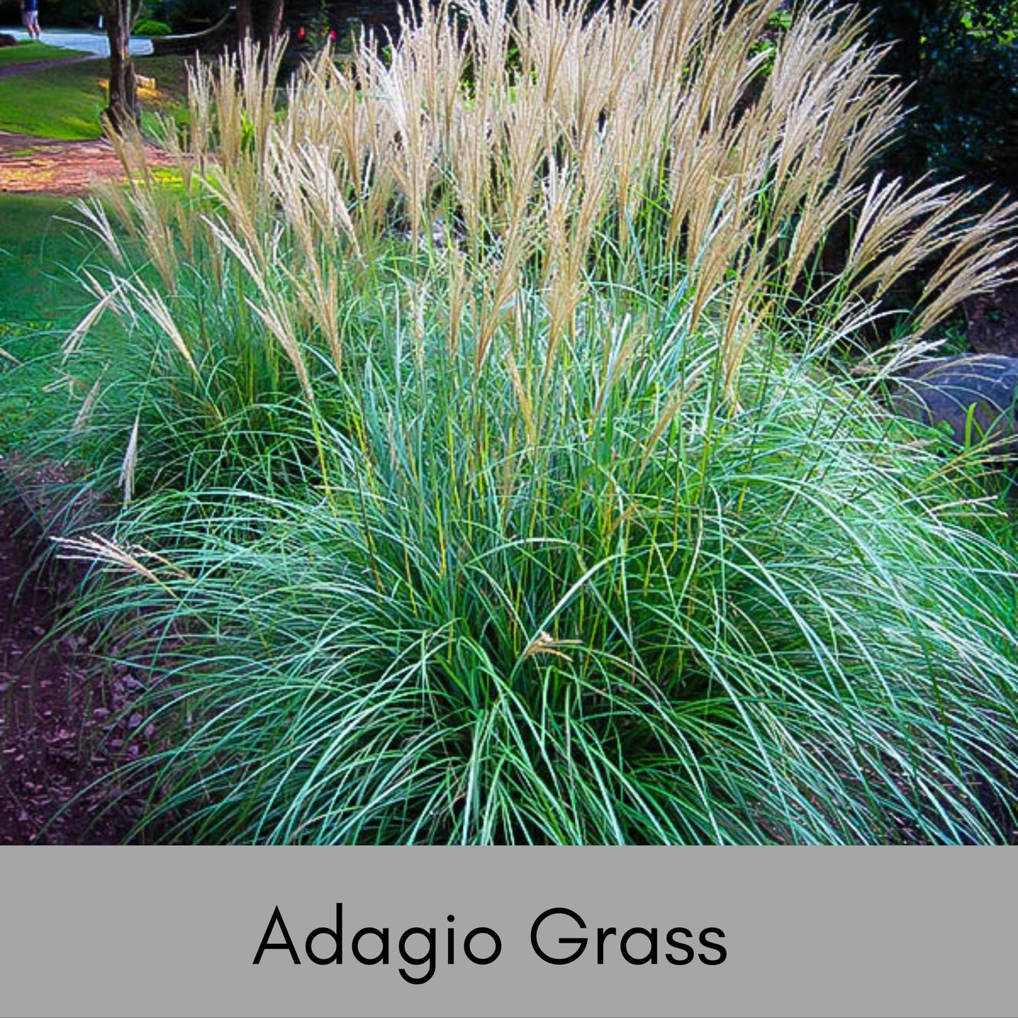 ADAGIO GRASS, Ornamental Perennial Grass, Sun loving, Fast Growing Plant, Great Christmas Garden Gift, Sold in Quarts, 3 Gallon Containers