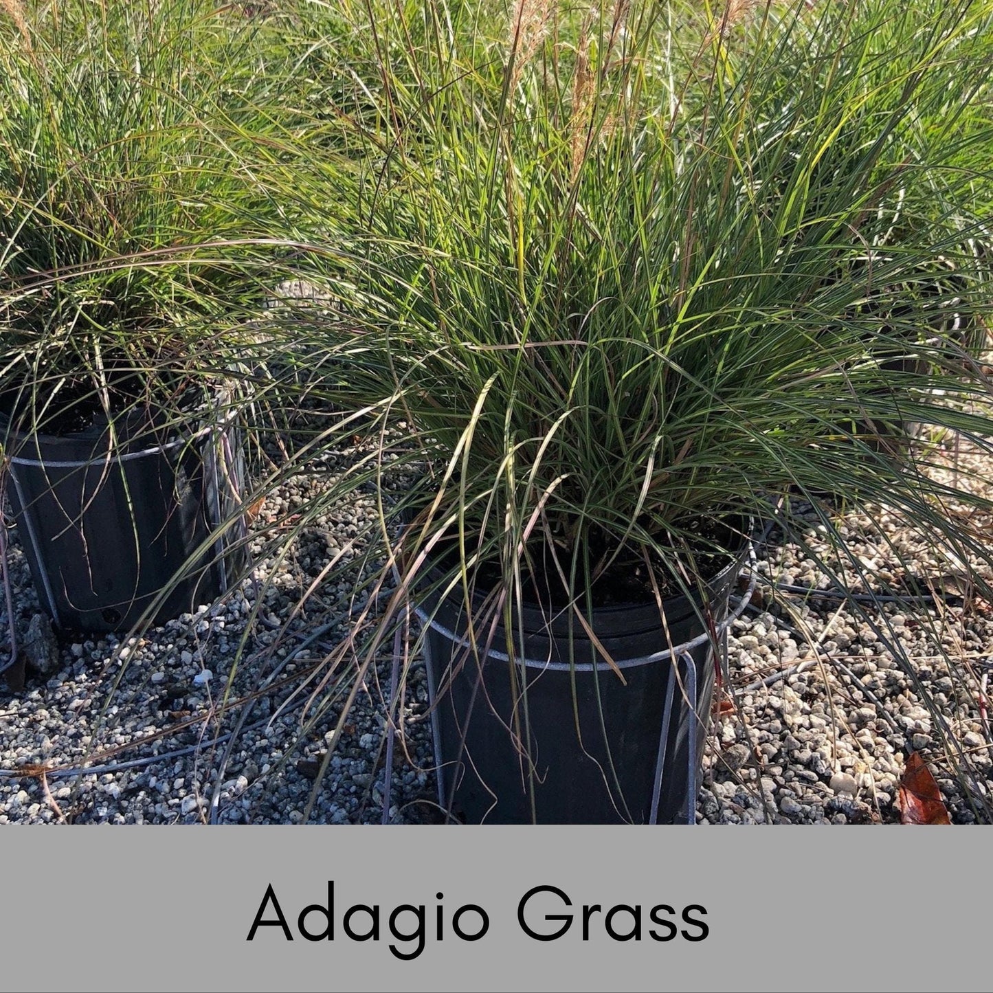 ADAGIO GRASS, Ornamental Perennial Grass, Sun loving, Fast Growing Plant, Great Christmas Garden Gift, Sold in Quarts, 3 Gallon Containers