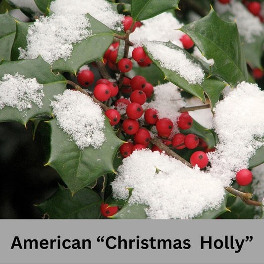 Native AMERICAN HOLLY - 2' TO 3' Feet Tall - 3 Gallon Plant