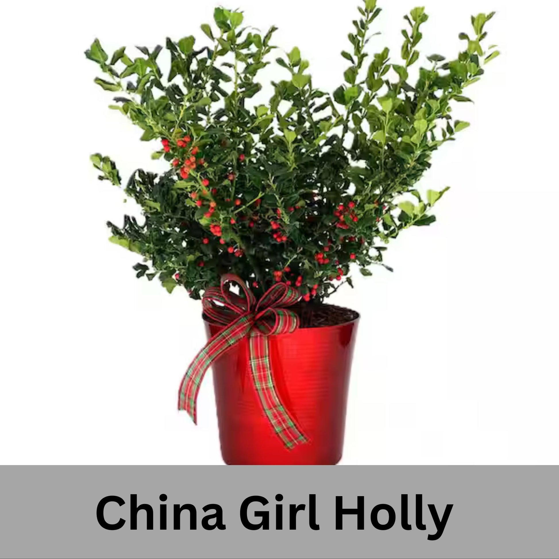 China Girl Holly, Christmas Holly, Very Cold Tolerant Shrub, Great Hedge Plant, Free Shipping!, Sun Loving, Garden Gift, Easy to Grow Shrub