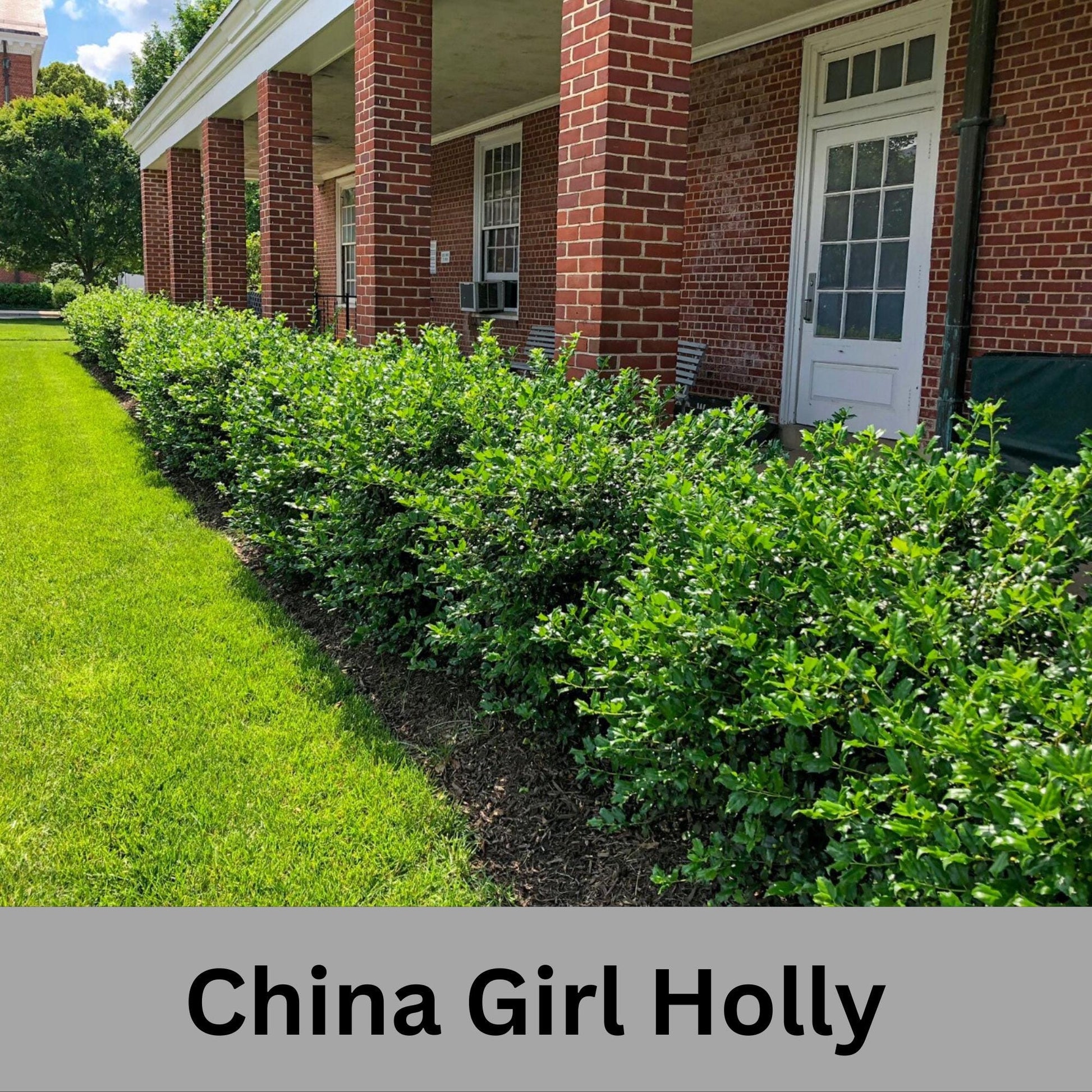 China Girl Holly, Christmas Holly, Very Cold Tolerant Shrub, Great Hedge Plant, Free Shipping!, Sun Loving, Garden Gift, Easy to Grow Shrub