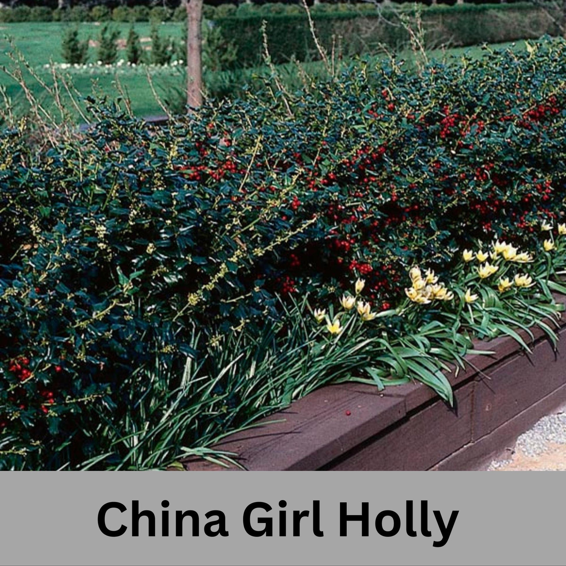 China Girl Holly, Christmas Holly, Very Cold Tolerant Shrub, Great Hedge Plant, Free Shipping!, Sun Loving, Garden Gift, Easy to Grow Shrub