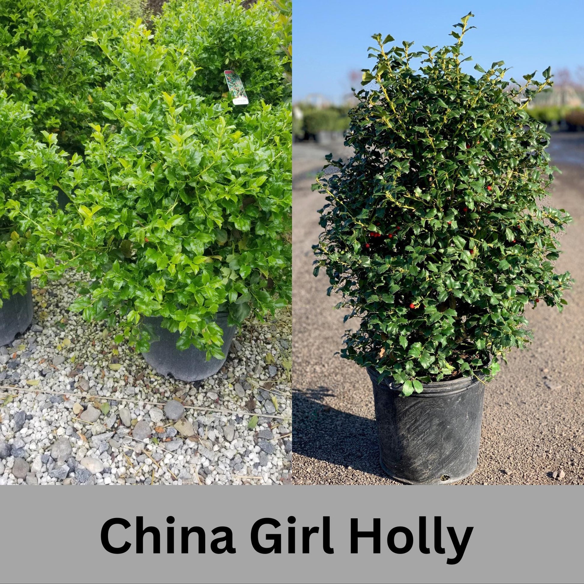 China Girl Holly, Christmas Holly, Very Cold Tolerant Shrub, Great Hedge Plant, Free Shipping!, Sun Loving, Garden Gift, Easy to Grow Shrub