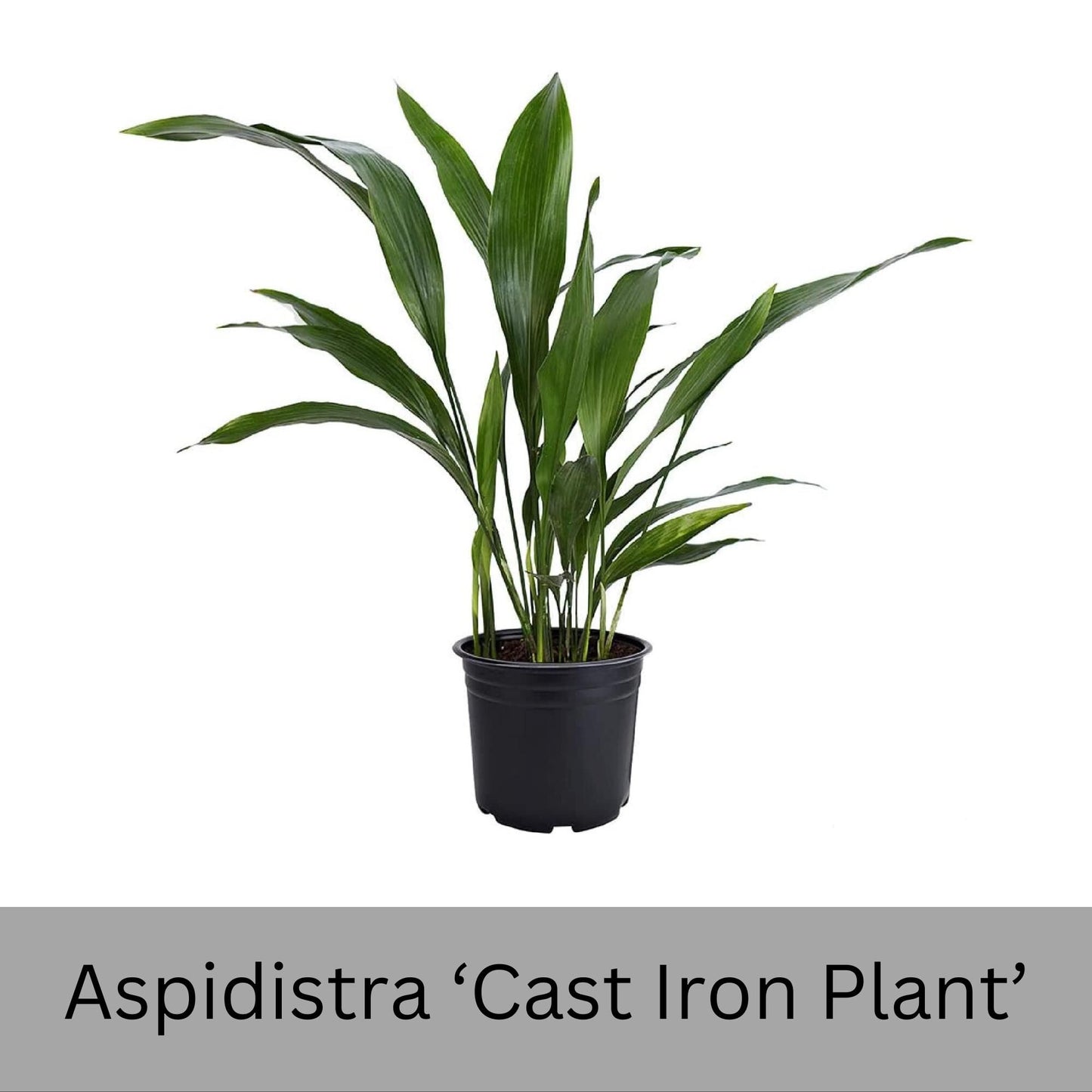 Cast Iron Plant | Aspidistra elatior | 3 Gallon Size Cast Iron Plant | House plant | Easy to Grow Shade Perennial | Evergreen