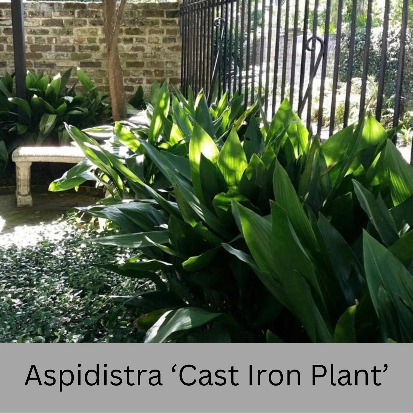 Cast Iron Plant | Aspidistra elatior | 3 Gallon Size Cast Iron Plant | House plant | Easy to Grow Shade Perennial | Evergreen