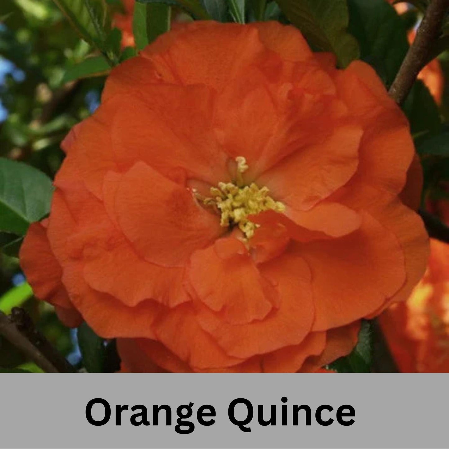 ORANGE QUINCE - 3 Gallon Size - Free Shipping!