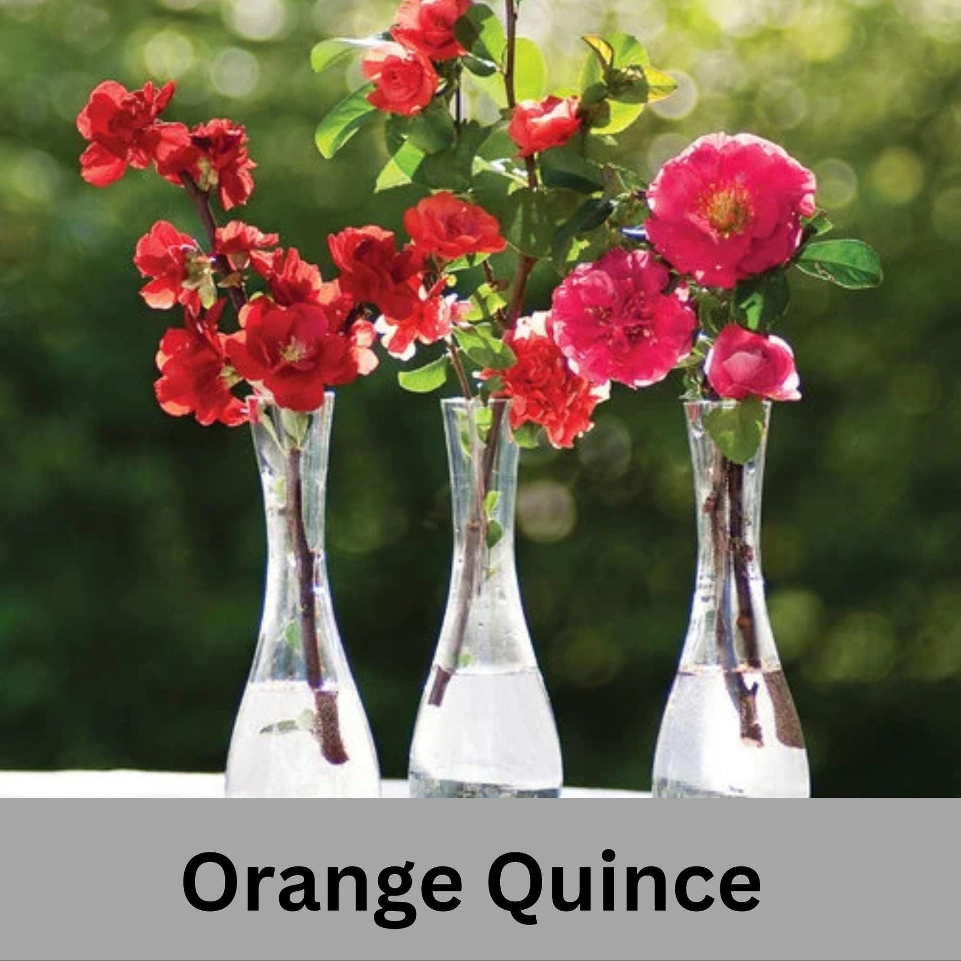 ORANGE QUINCE - 3 Gallon Size - Free Shipping!