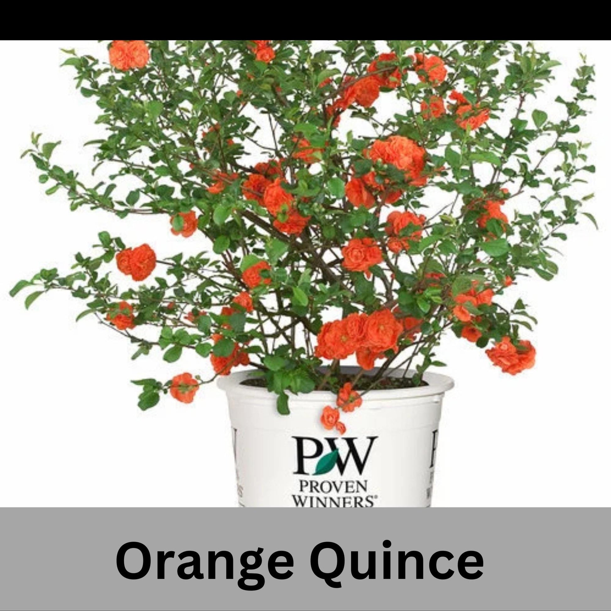 ORANGE QUINCE - 3 Gallon Size - Free Shipping!